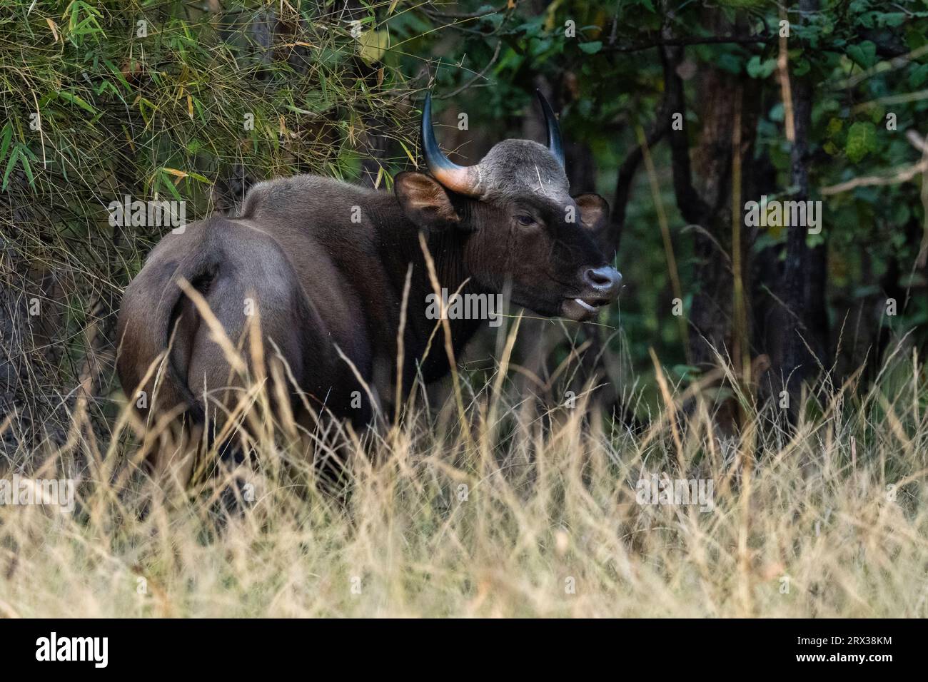 Indisches Gär (Bos gaurus), Bandhavgarh-Nationalpark, Madhya Pradesh, Indien, Asien Stockfoto