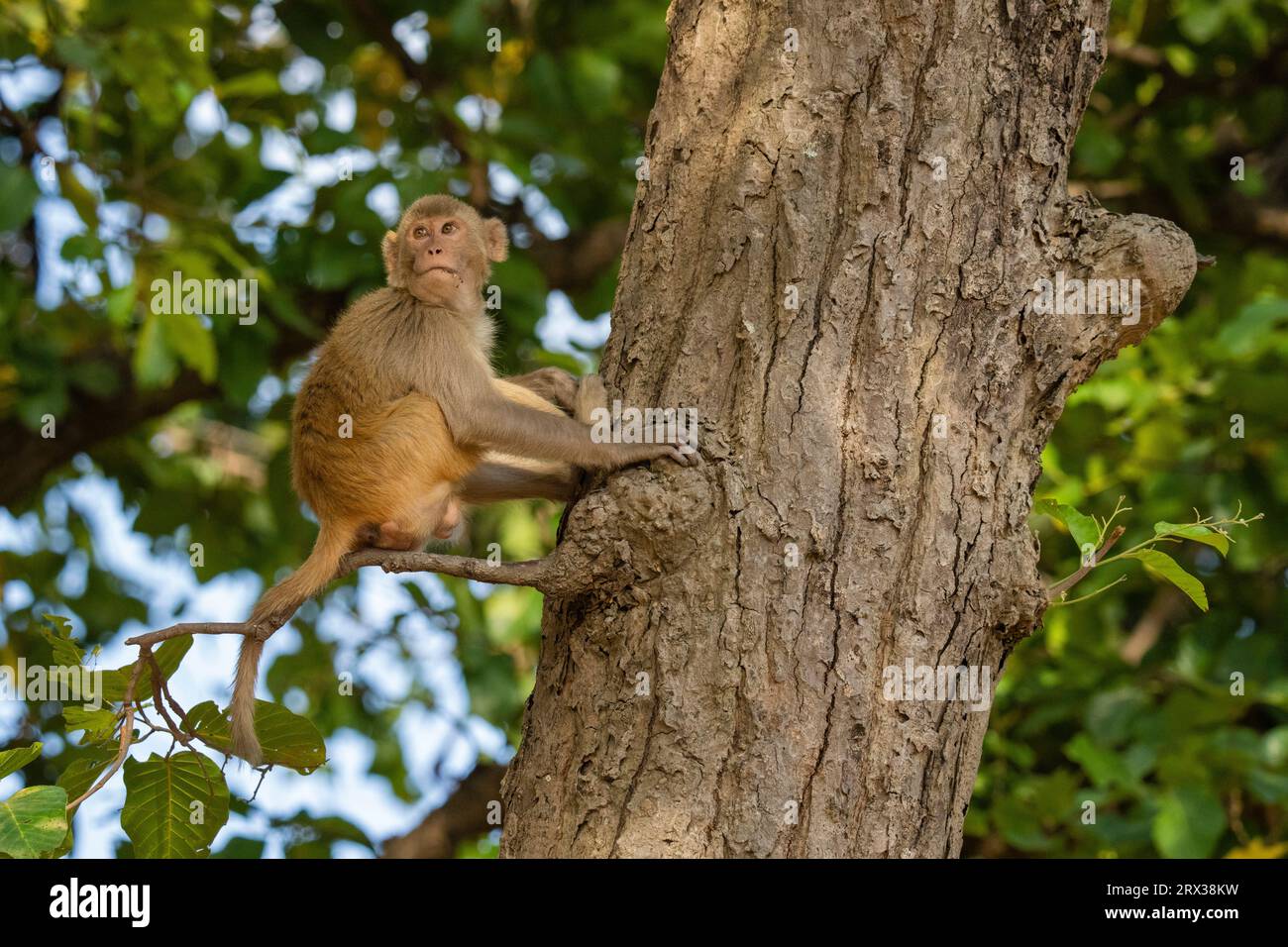 Rhesus macaque (Macaca mulatta), Bandhavgarh National Park, Madhya Pradesh, Indien, Asien Stockfoto