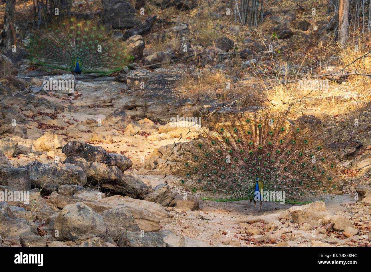Indischer Pfau (Pavo cristatus) zeigt, Bandhavgarh National Park, Madhya Pradesh, Indien, Asien Stockfoto