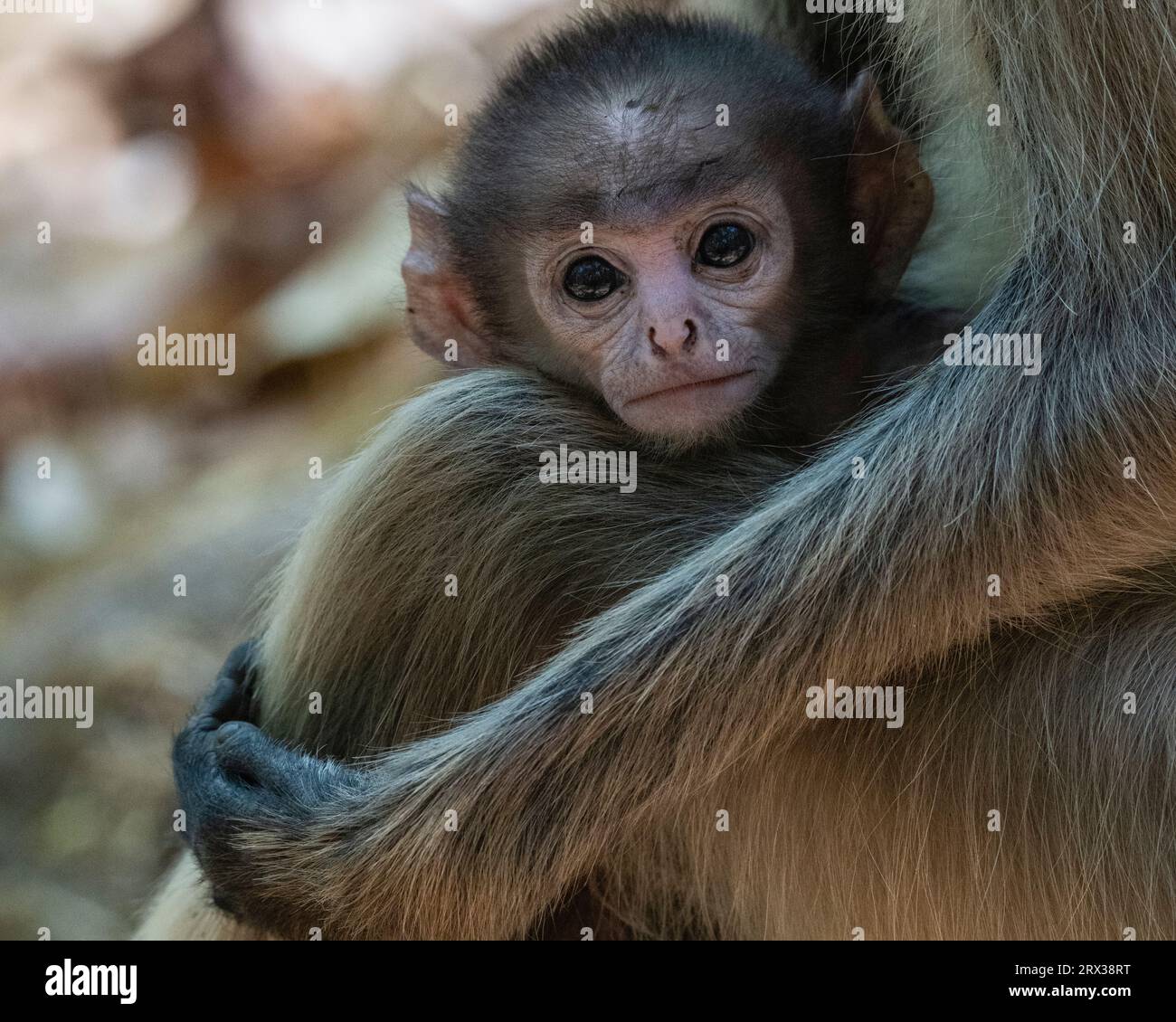 Common Langur (Semnopithecus Entellus), Bandhavgarh National Park, Madhya Pradesh, Indien, Asien Stockfoto