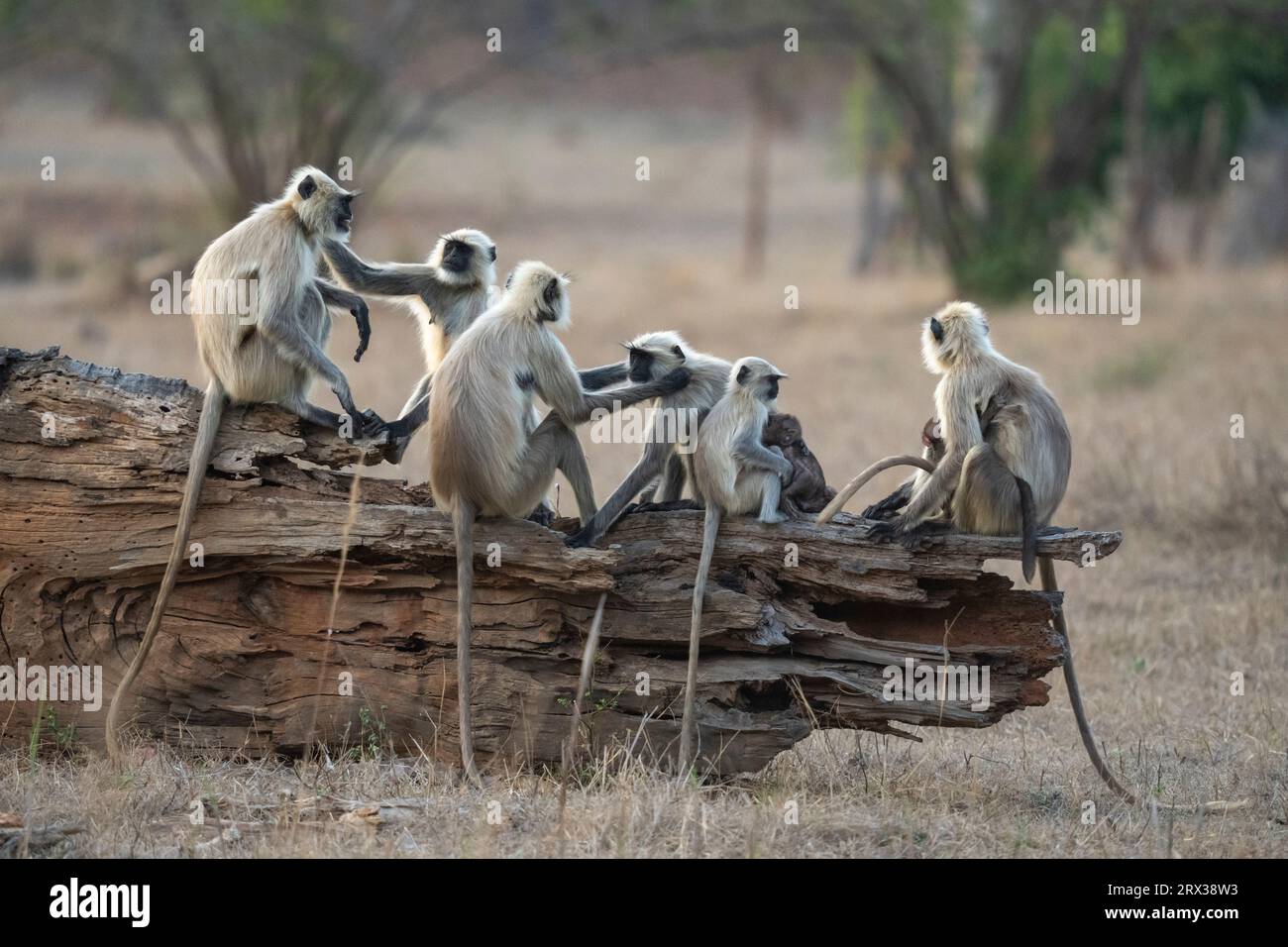 Common Langur (Semnopithecus Entellus), Bandhavgarh National Park, Madhya Pradesh, Indien, Asien Stockfoto