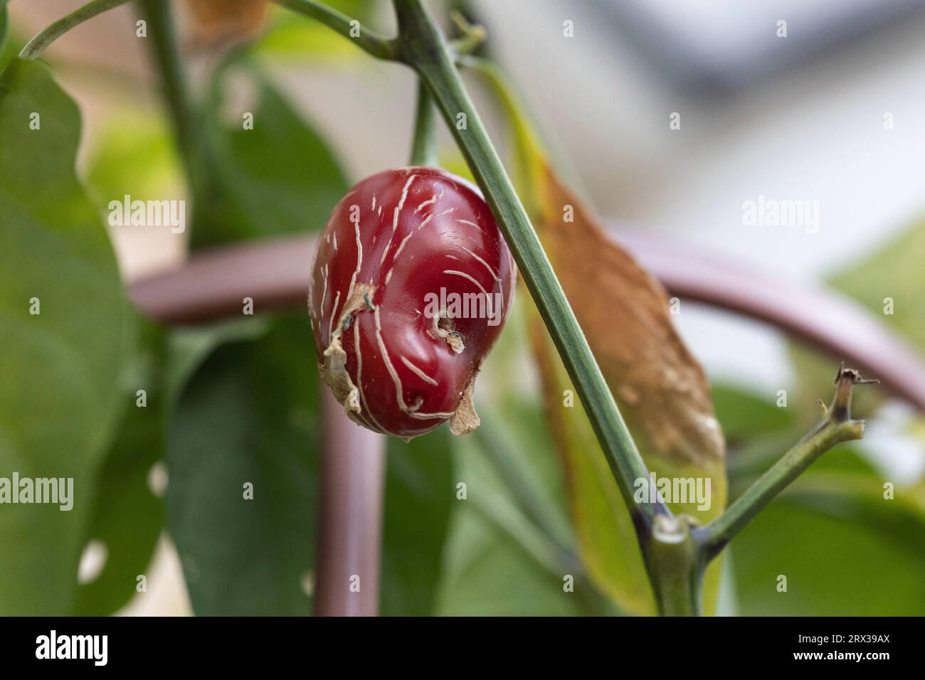 Beschädigte Chilifrucht an einer selbst angebauten Pflanze Stockfoto