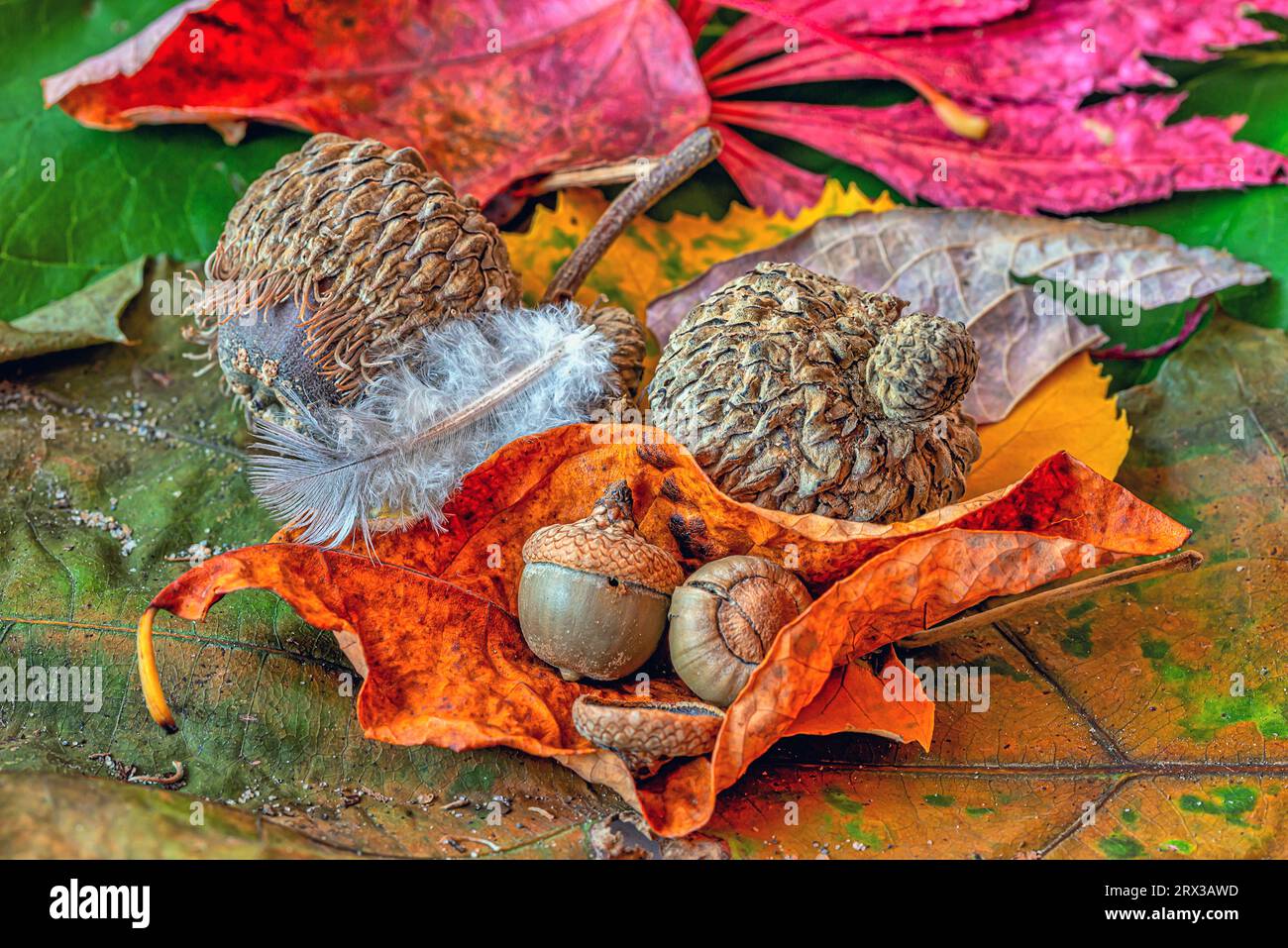 Herbst Laub im Wald Stockfoto