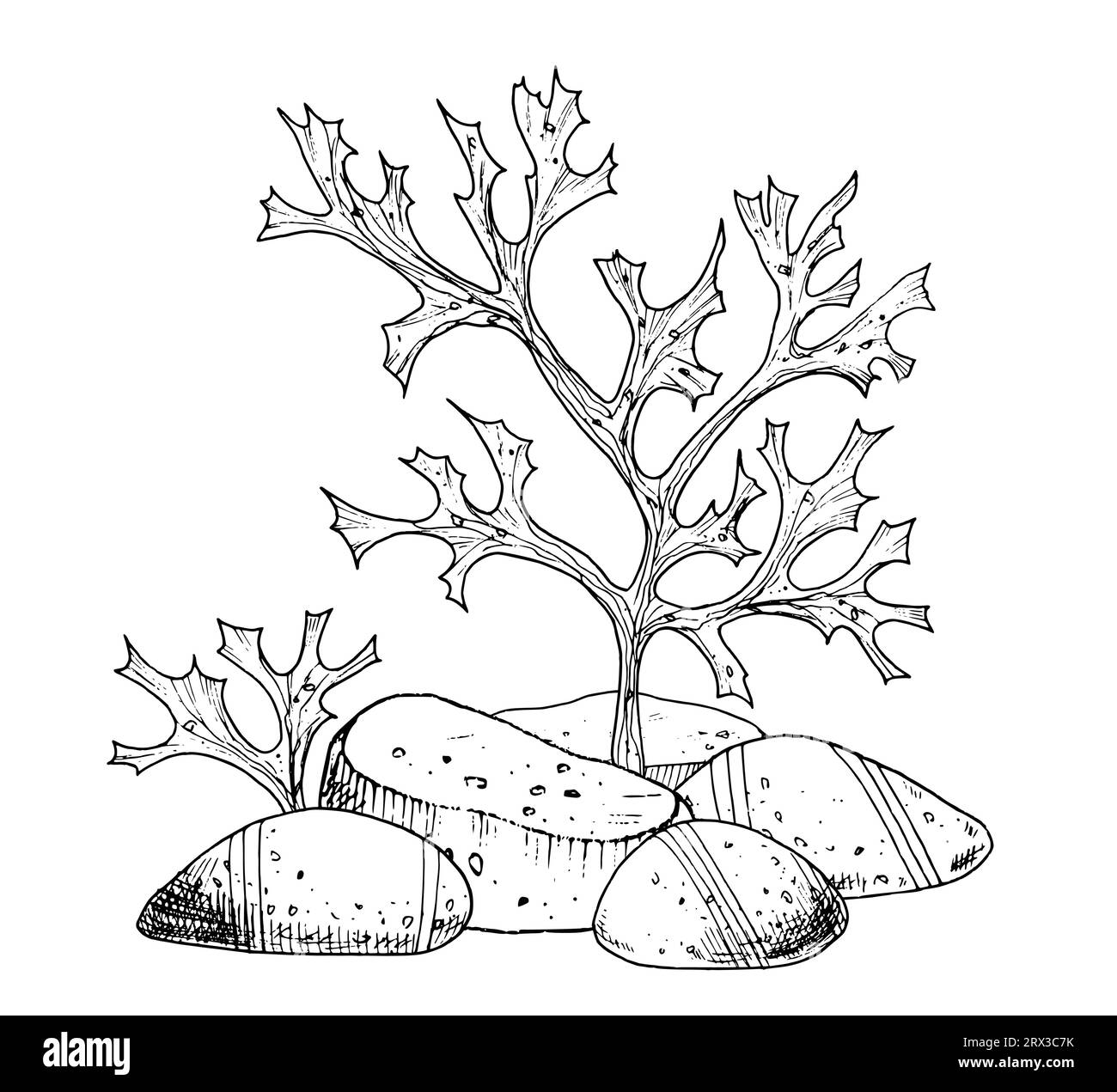 Meeresboden mit Korallenriffen, Algen und Steinen. Handgezeichnete Vektorillustration des Ozeanbodens mit kleinen Fischen auf isoliertem Hintergrund. Unterwasseralgen im Stil der Linienkunst. Konturzeichnung für Symbol. Stock Vektor
