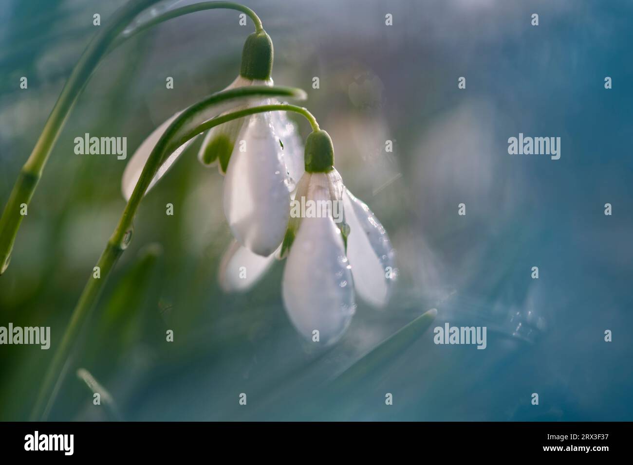 Eine Nahaufnahme von blühenden Schneeglöckchen, Moskau, Russland Stockfoto