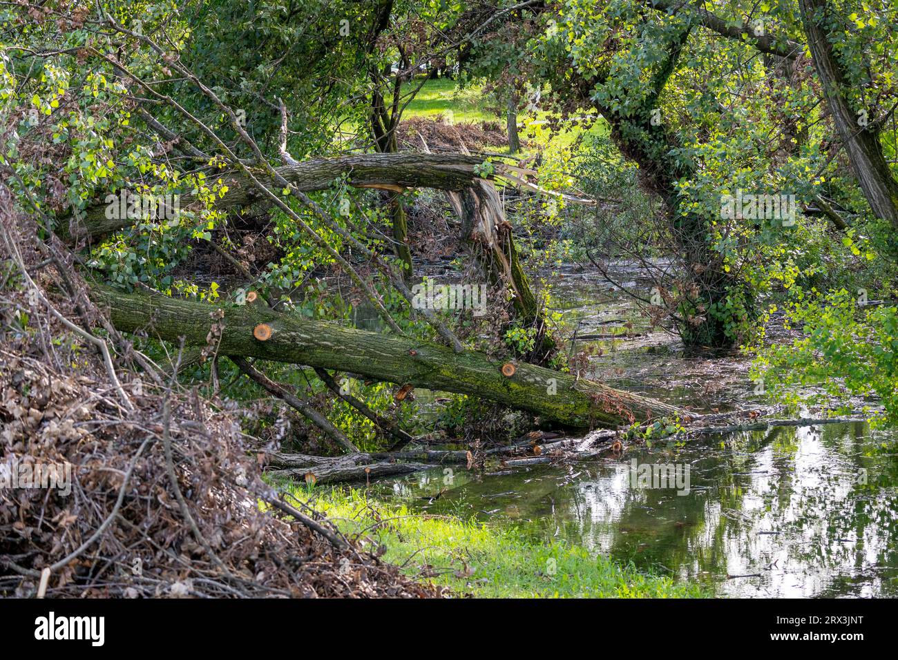 Gebrochene und umgestürzte Bäume am Bundek-See in Zagreb, Kroatien, nach einem starken Sturm, der die Stadt traf und Dächer, Autos und Vegetation zerstörte Stockfoto