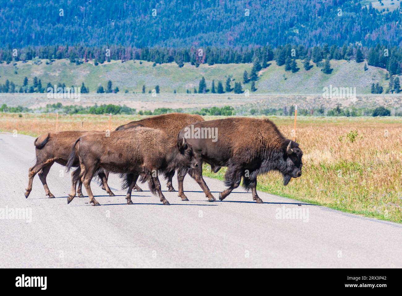 American Bison in Antelope Flats im Tal unterhalb der Grand Tetons Mountain Range im Grand Tetons National Park in Wyoming. Stockfoto