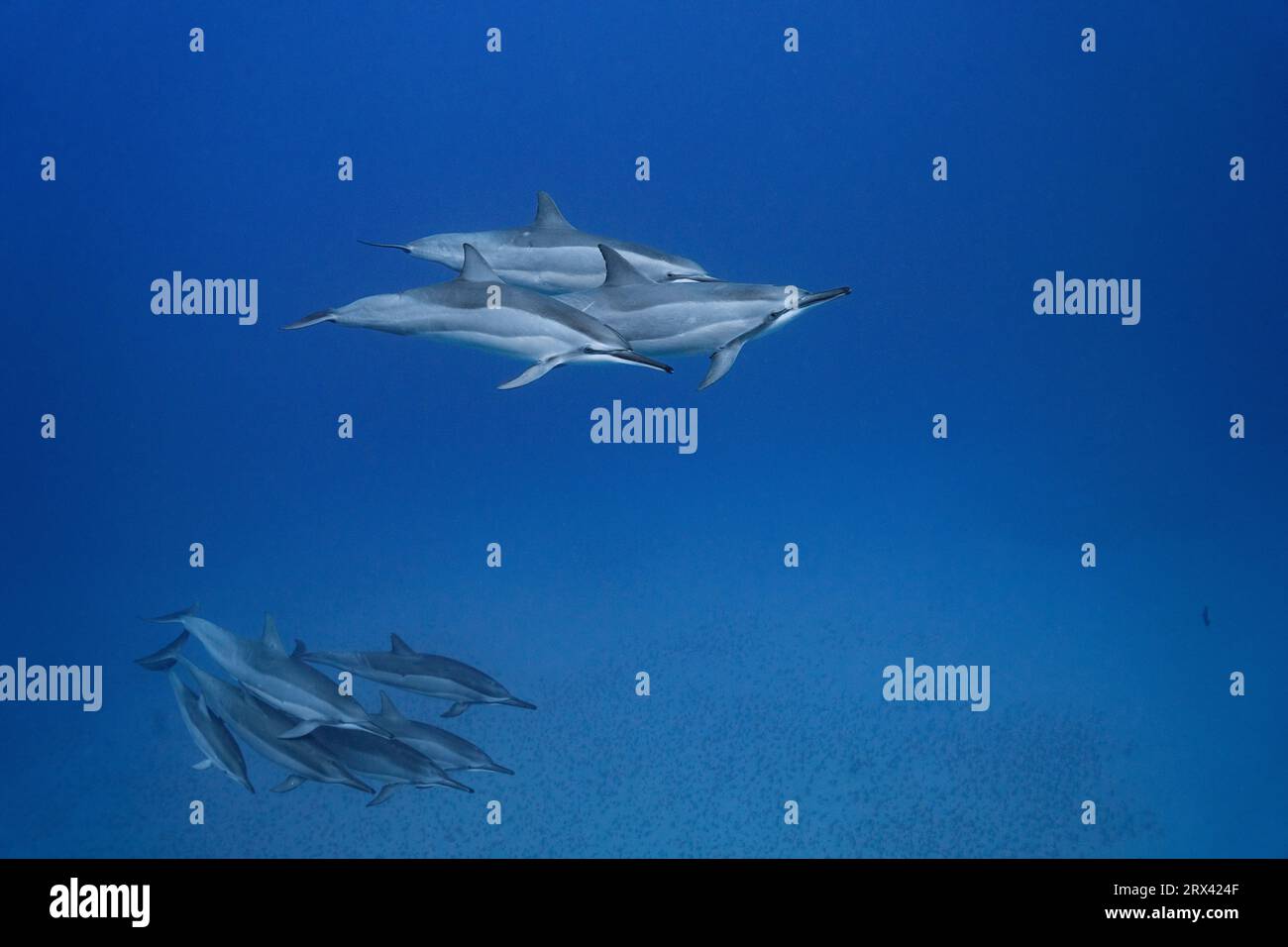 Hawaiianische Spinnerdelfine oder Grauen Spinnerdelfine, Stenella longirostris longirostris, Honokohau, North Kona, Hawaii ( The Big Island ), USA ( Centr Stockfoto