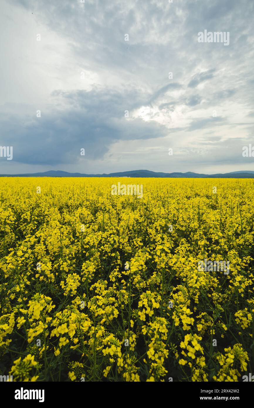 Vertikaler Blick auf den Ölraps, der auf landwirtschaftlich genutzten Flächen blüht, mit blauem, dramatischem Himmel vor dem Sturm. Feld von gelbem Raps im Frühjahr mit Stockfoto