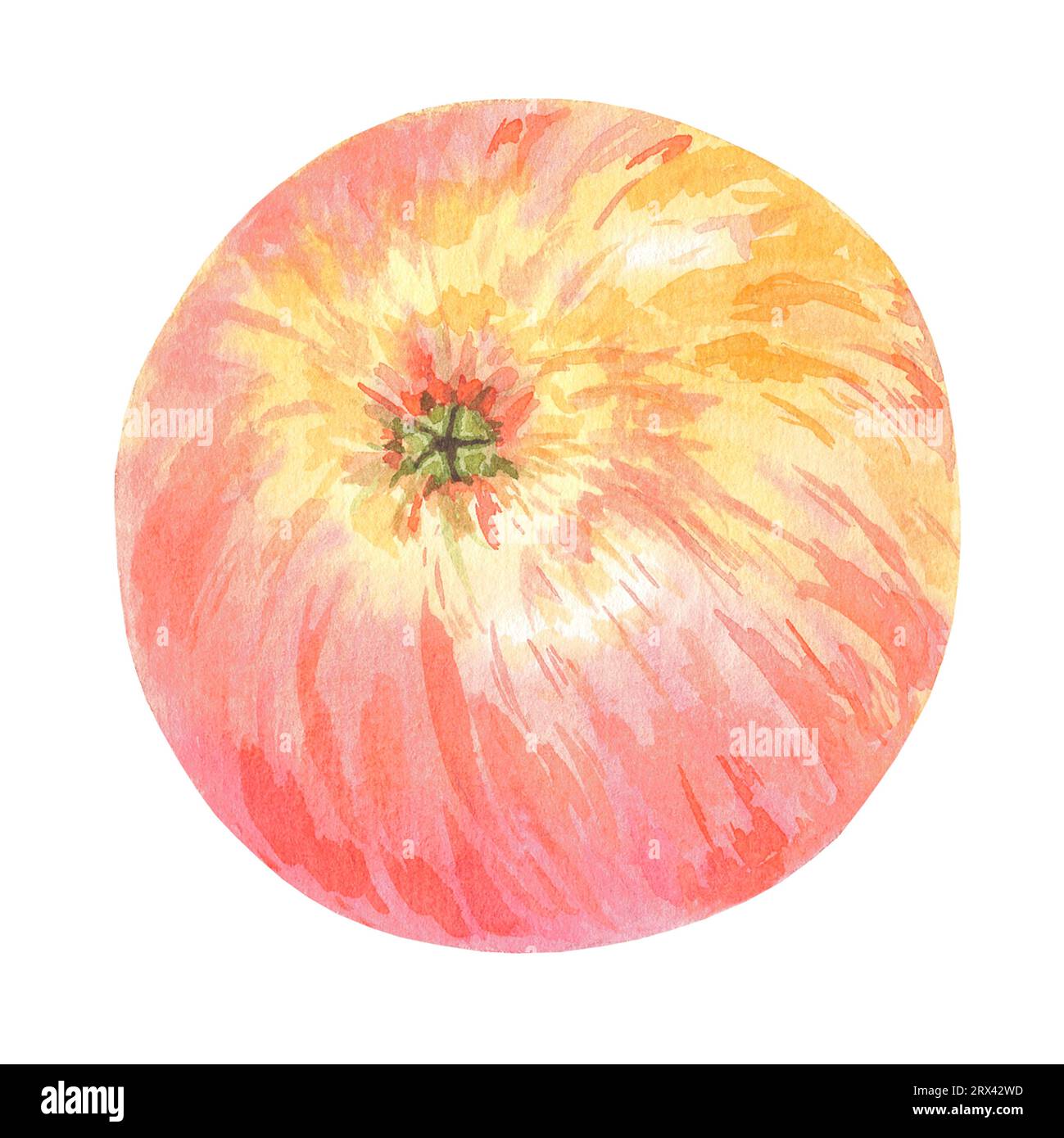 Aquarellrot-gelber Apfel isolierte Illustration auf weißem Hintergrund. Herbstfrucht für Logo, Menü, Poster, Muster. Kunst für Design. Gesunde Ernährung Stockfoto