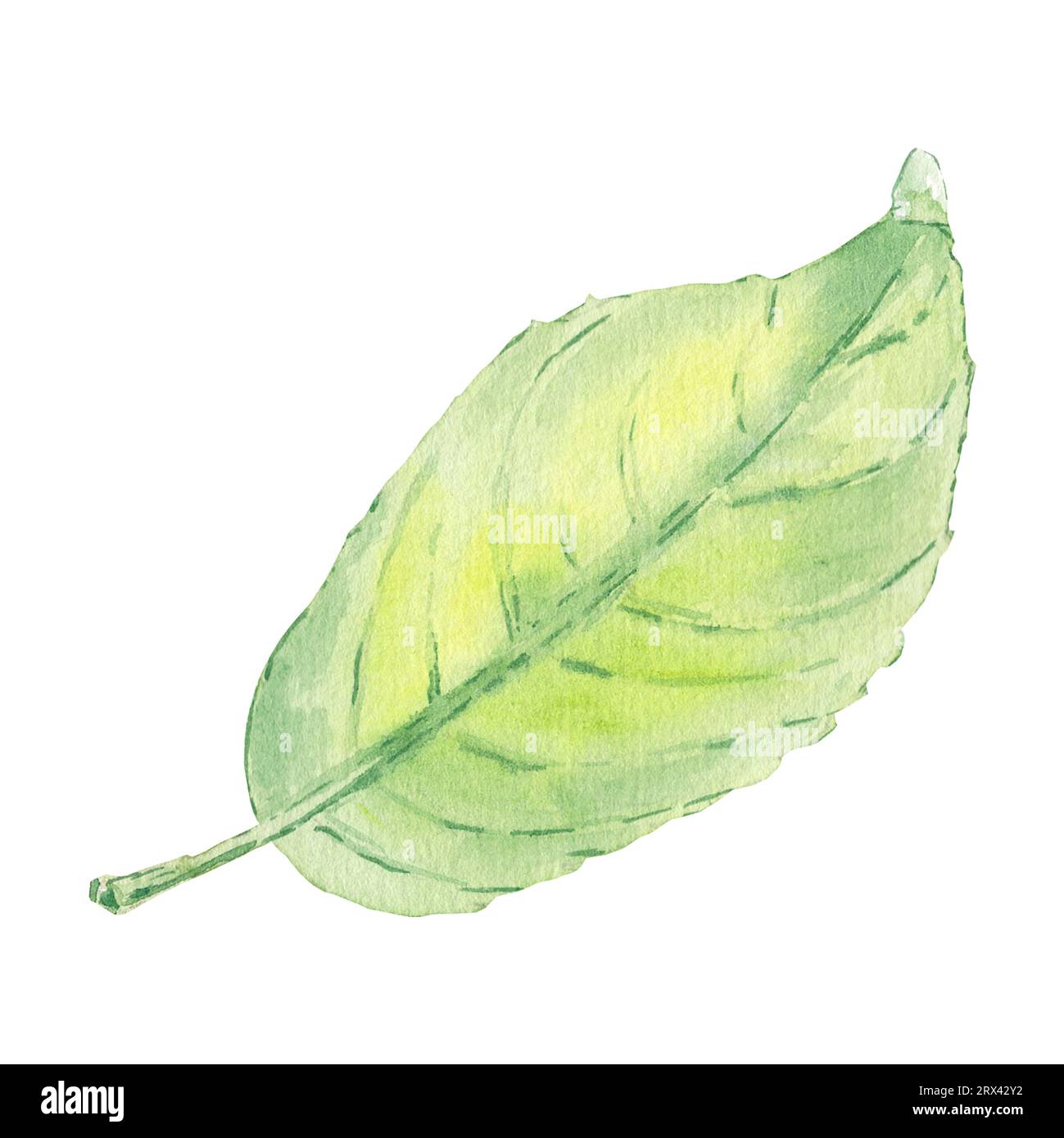 Aquarellapfel hinterlässt isolierte Illustration auf weißem Hintergrund. Handspitzes Bild im botanischen Stil für Logo, Menü, Poster, Muster. Kunstdesign Stockfoto