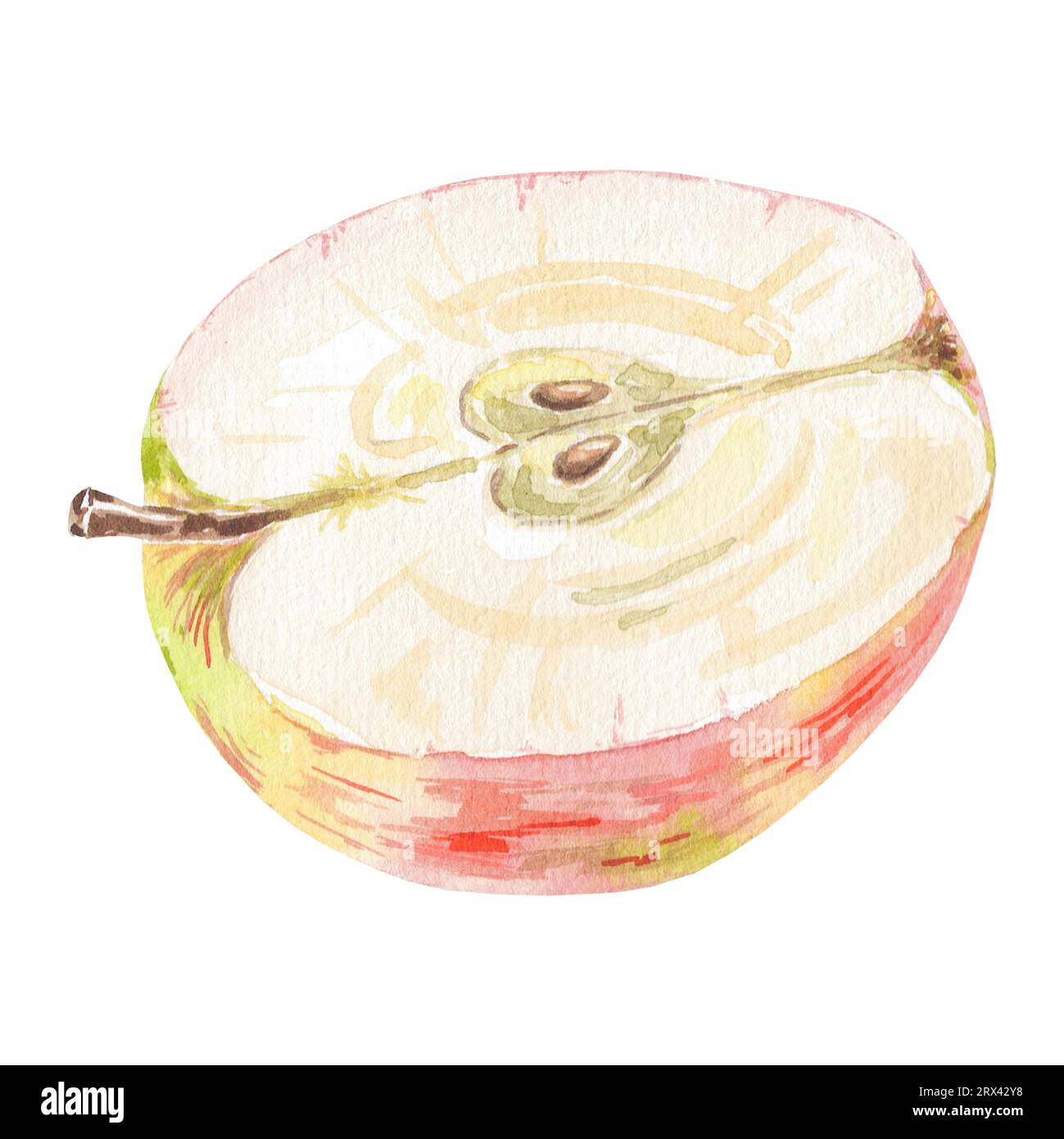 Aquarell rot halb ein Apfel isolierte Illustration auf weißem Hintergrund. Herbstfrucht für Logo, Menü, Poster, Muster. Kunst für Design. Gesunde Ernährung Stockfoto