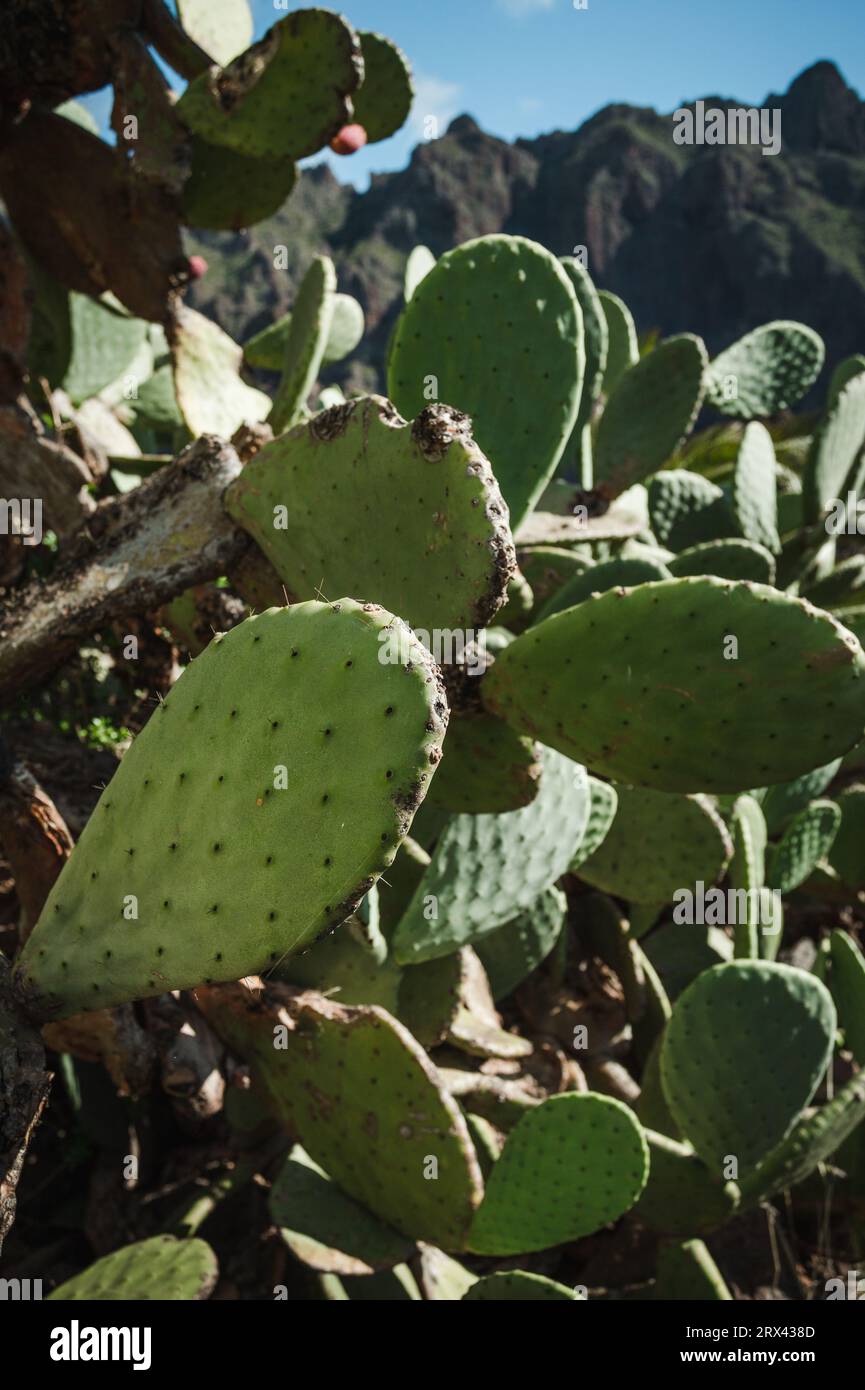Vertikales Foto - Nahaufnahme von Opuntia microdasys Engelsflügeln oder Hasenohren Kakteen in wilder Natur mit Hügeln im Hintergrund. Stockfoto