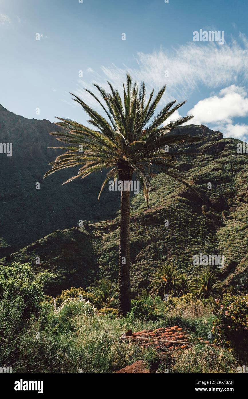 Vertikales Foto einer grünen Palme mit Hügeln und Felsen im Hintergrund. Tropische Palme bei windigem Wetter an sonnigen Tagen. Stockfoto