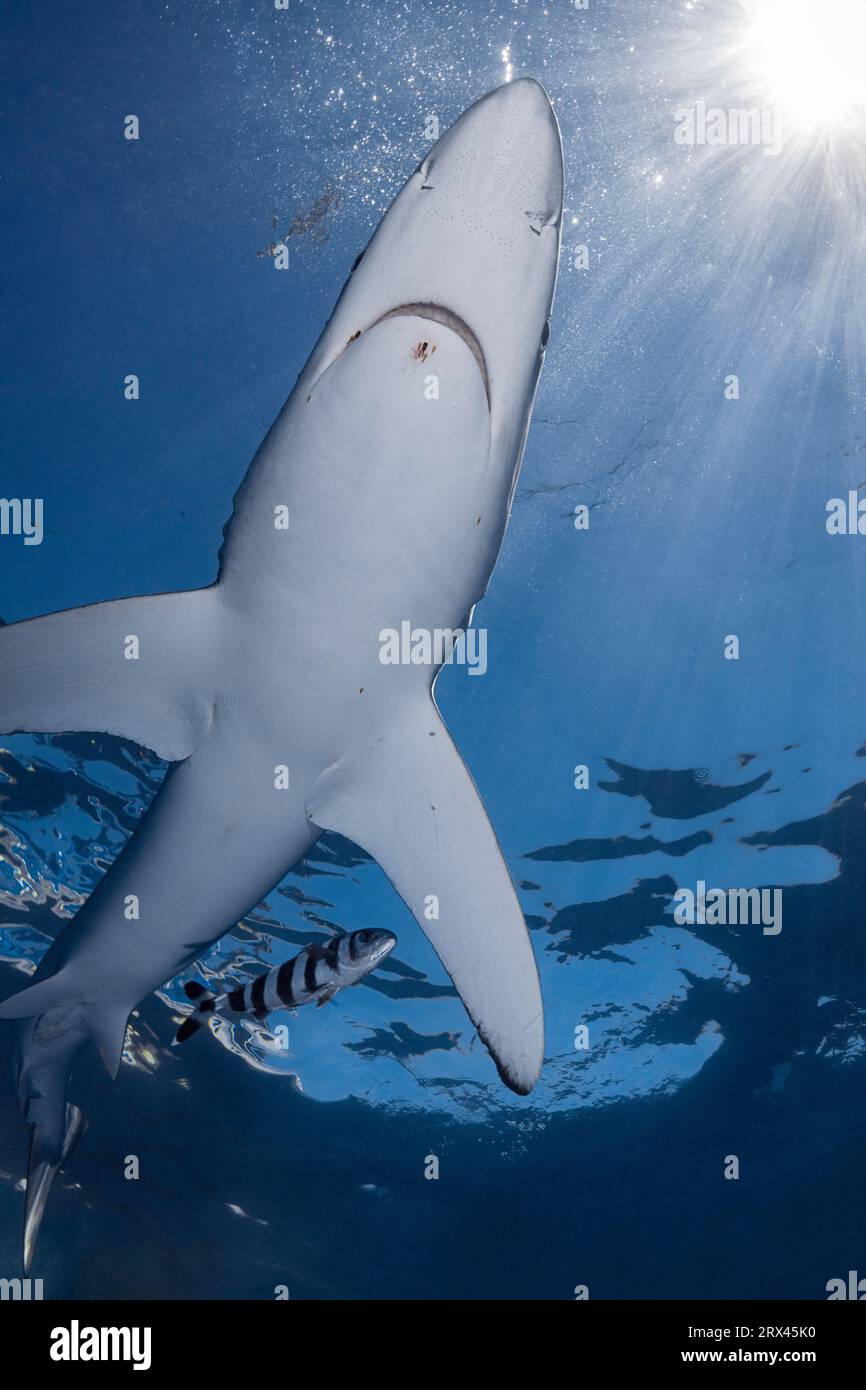 Blauhai, Prionace glauca, begleitet von Pilotenfischen, Naucrates ductor, mit kleinen Parasiten um den Mund, vor Cabo San Lucas, Baja, Mexiko Stockfoto