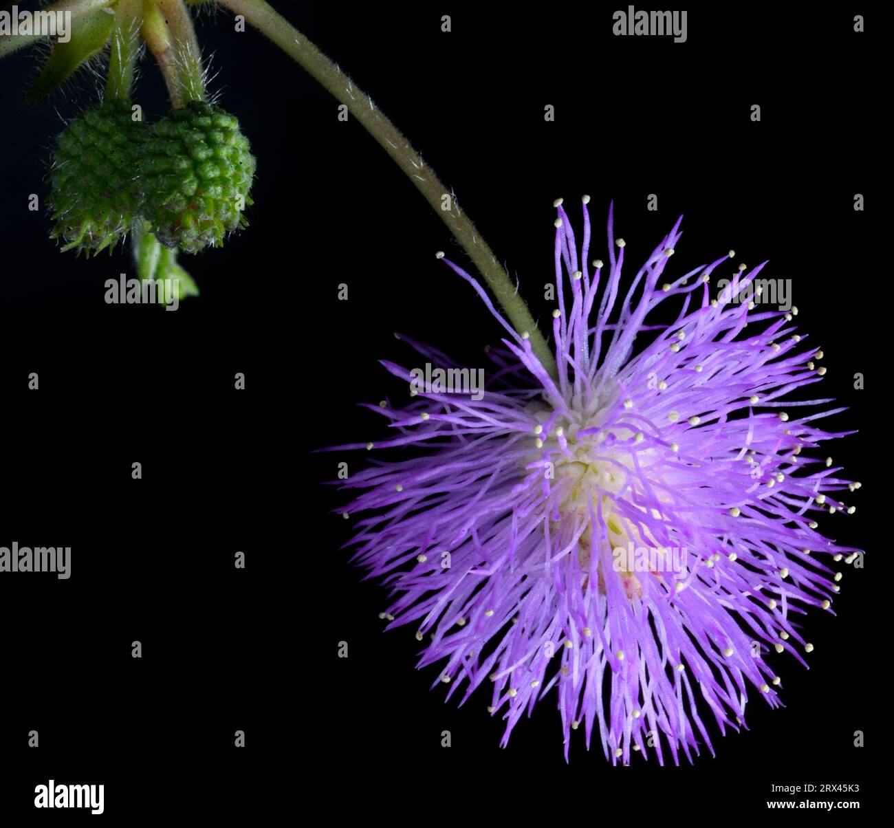 Empfindlicher Blütenkopf der Pflanze (Mimosa pudica) gegen ein schwarzes Hintergrunde Stockfoto