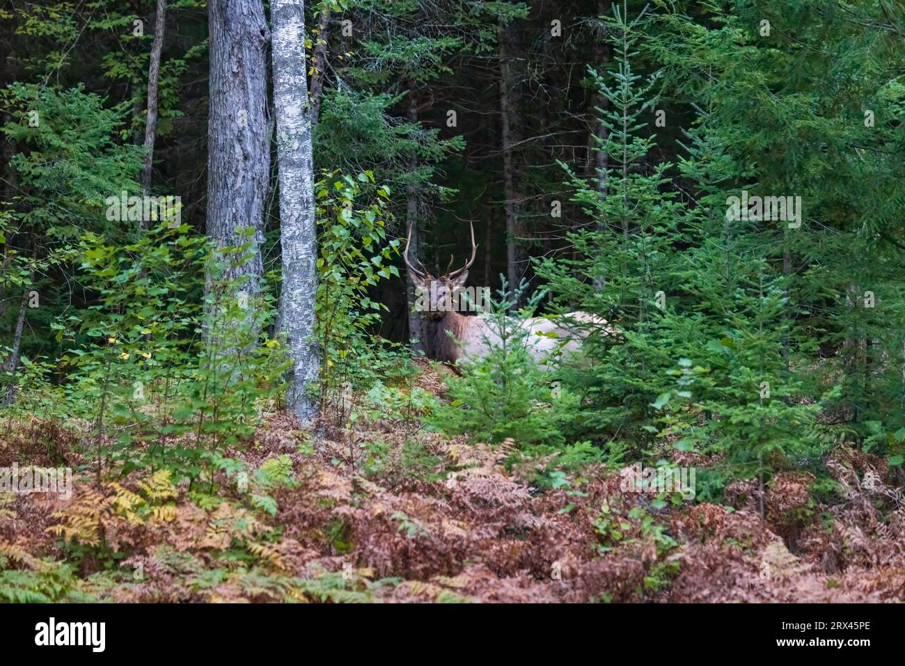 Bullenelch nach Sonnenuntergang im Chequamegon-Nicolet National Forest. Stockfoto