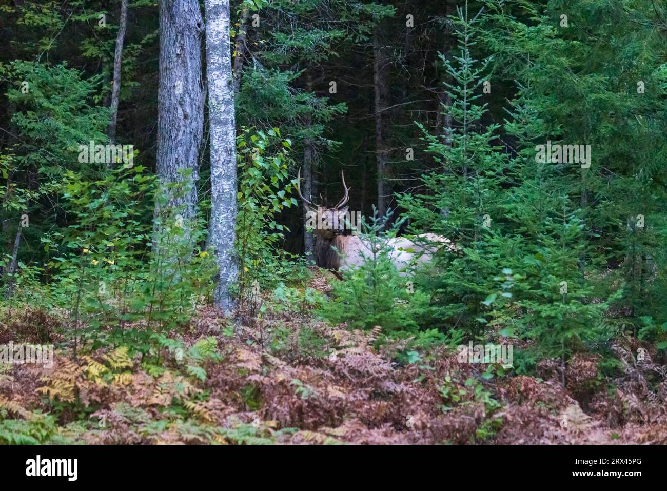 Bullenelch nach Sonnenuntergang im Chequamegon-Nicolet National Forest. Stockfoto