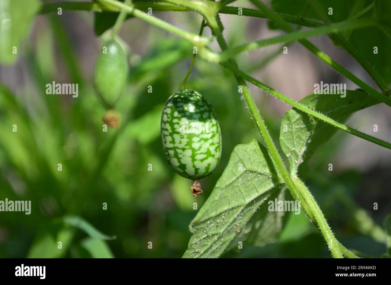 Melothria Scabra, allgemein bekannt als Cucamelon oder mexikanische saure Gurke. Bio-Gartenkonzept. Stockfoto