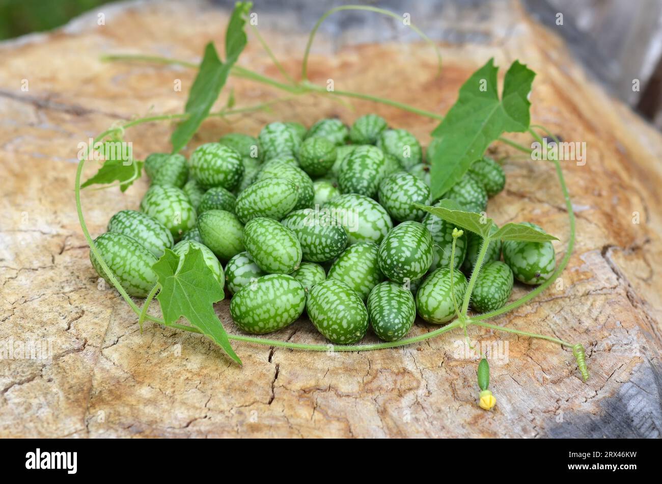 Grün gestreifte Melotria-Scabra-Früchte mit dünner Liane und grünen Blättern auf hölzernem Hintergrund. Bio-Gartenkonzept. Stockfoto