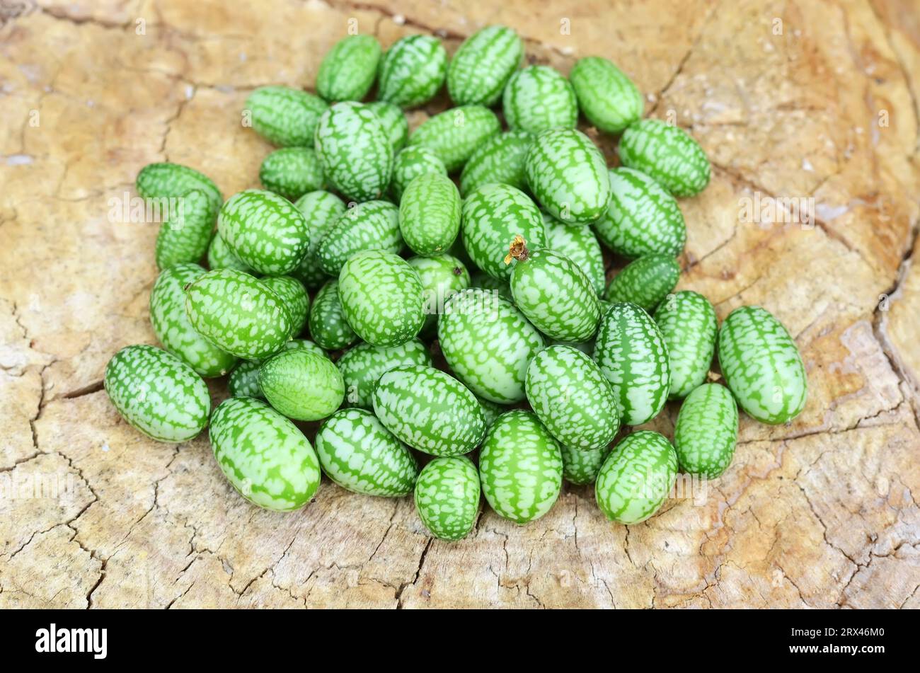 Kleine grüne Melotria-Scabra-Früchte oder Cucamelon auf hölzernem Hintergrund. Ökologische Erzeugnisse. Stockfoto