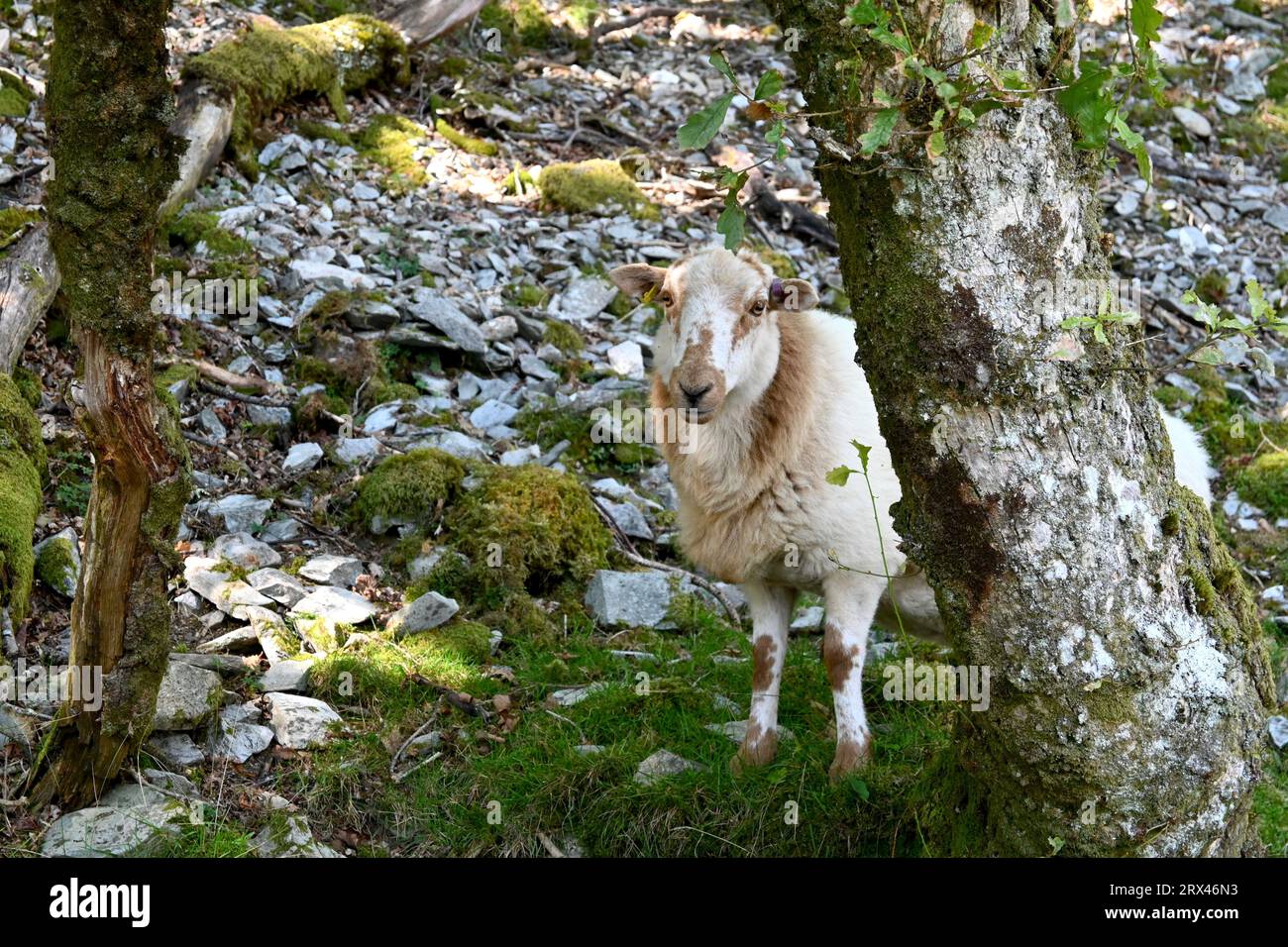 Ein walisisches Bergschaf, das die Kamera von einem Baum in einem Wald in Nordwales, Großbritannien, aus betrachtet Stockfoto