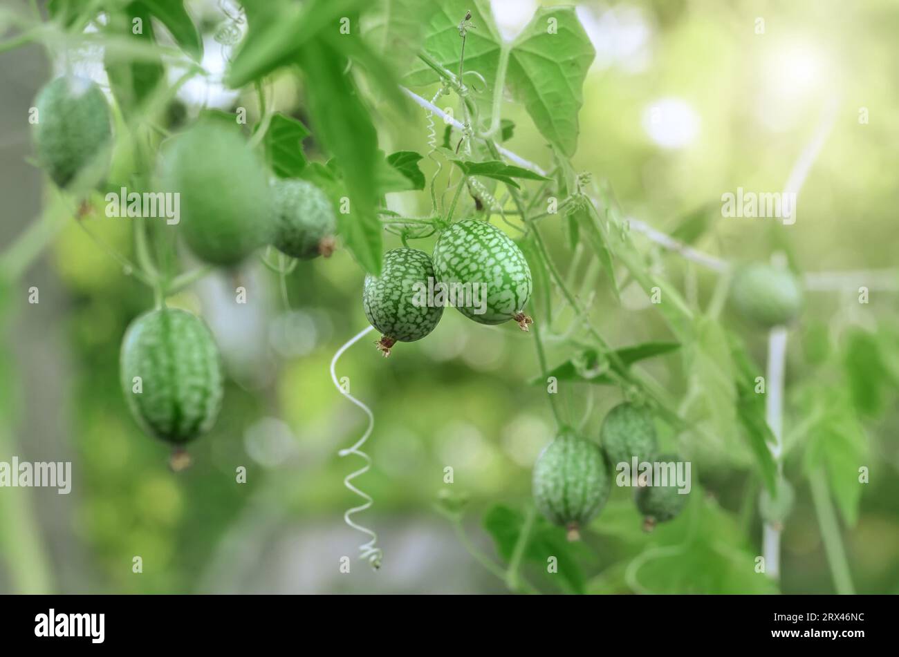 Melothria scabra ist eine lianenähnliche Pflanze, deren Früchte wie Gurken schmecken. Bio-Gartenkonzept. Stockfoto