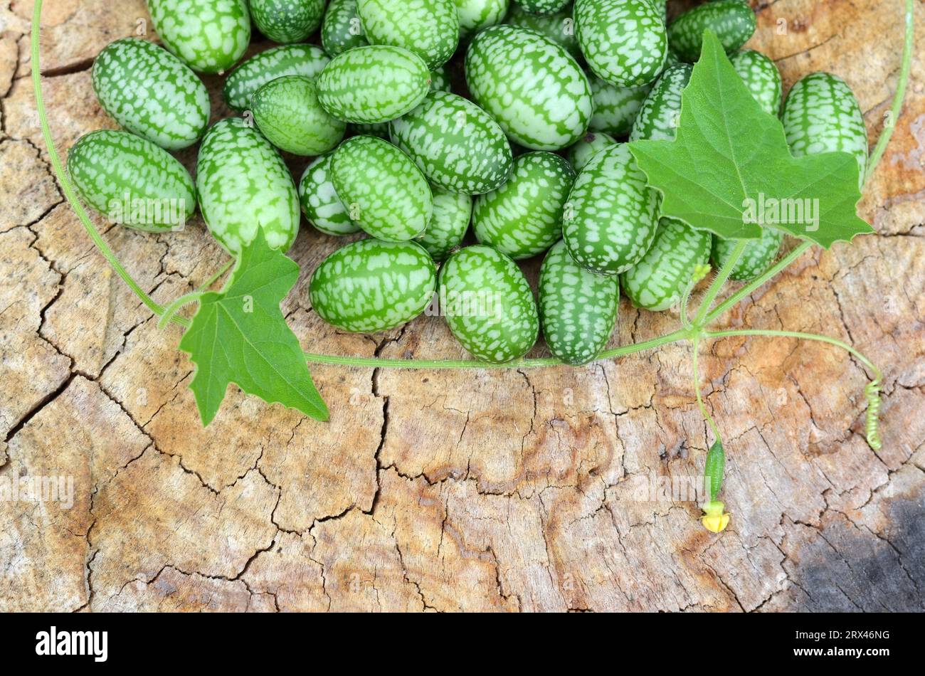 Kleine grüne Melotria-Scabra-Früchte auf hölzernem Hintergrund mit Kopierraum. Ökologische Erzeugnisse. Stockfoto