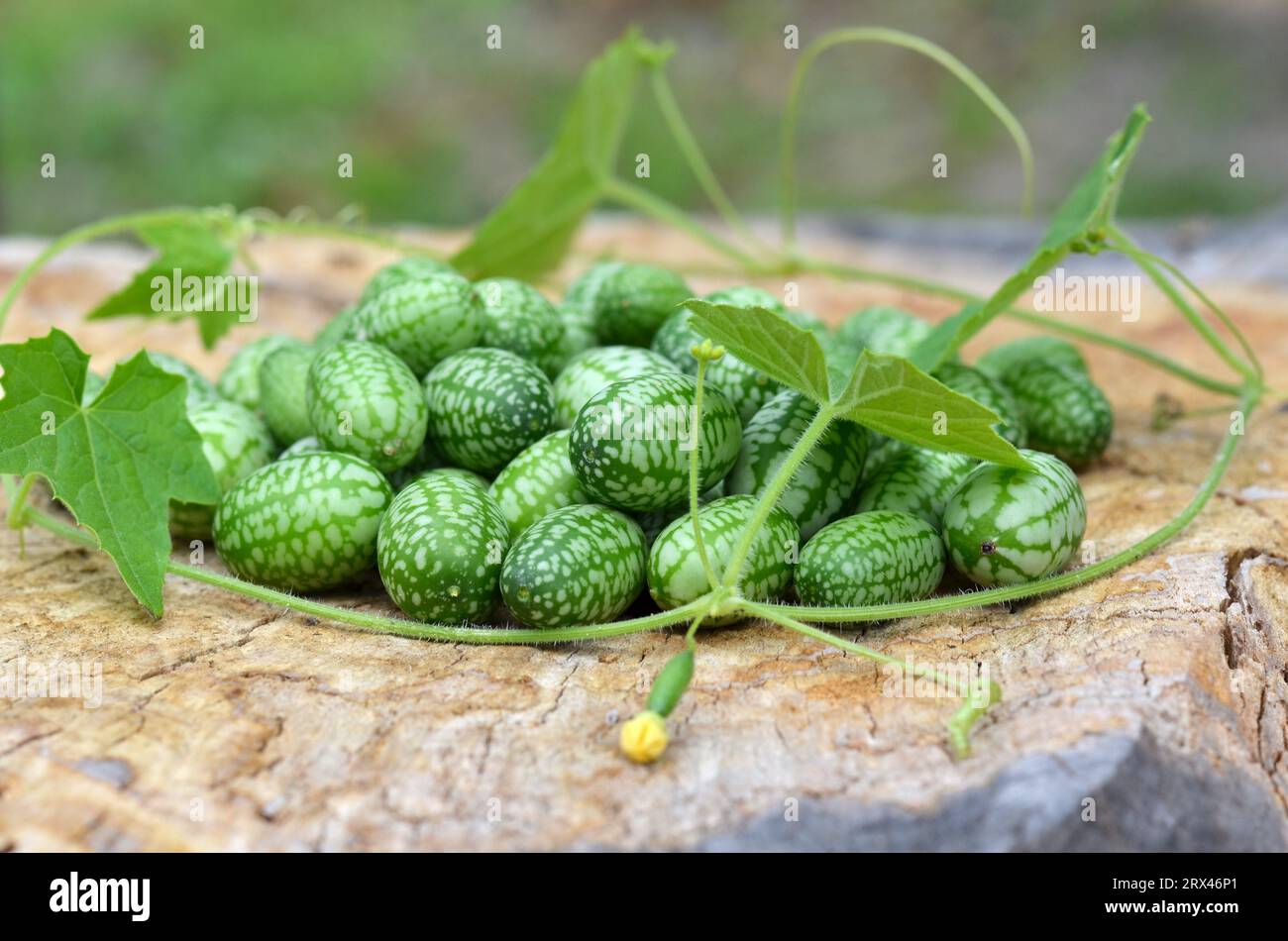 Nahaufnahme von kleinen grünen Melotria-Scabra-Früchten mit dünnen Reben und grünen Blättern. Ökologische Erzeugnisse. Stockfoto