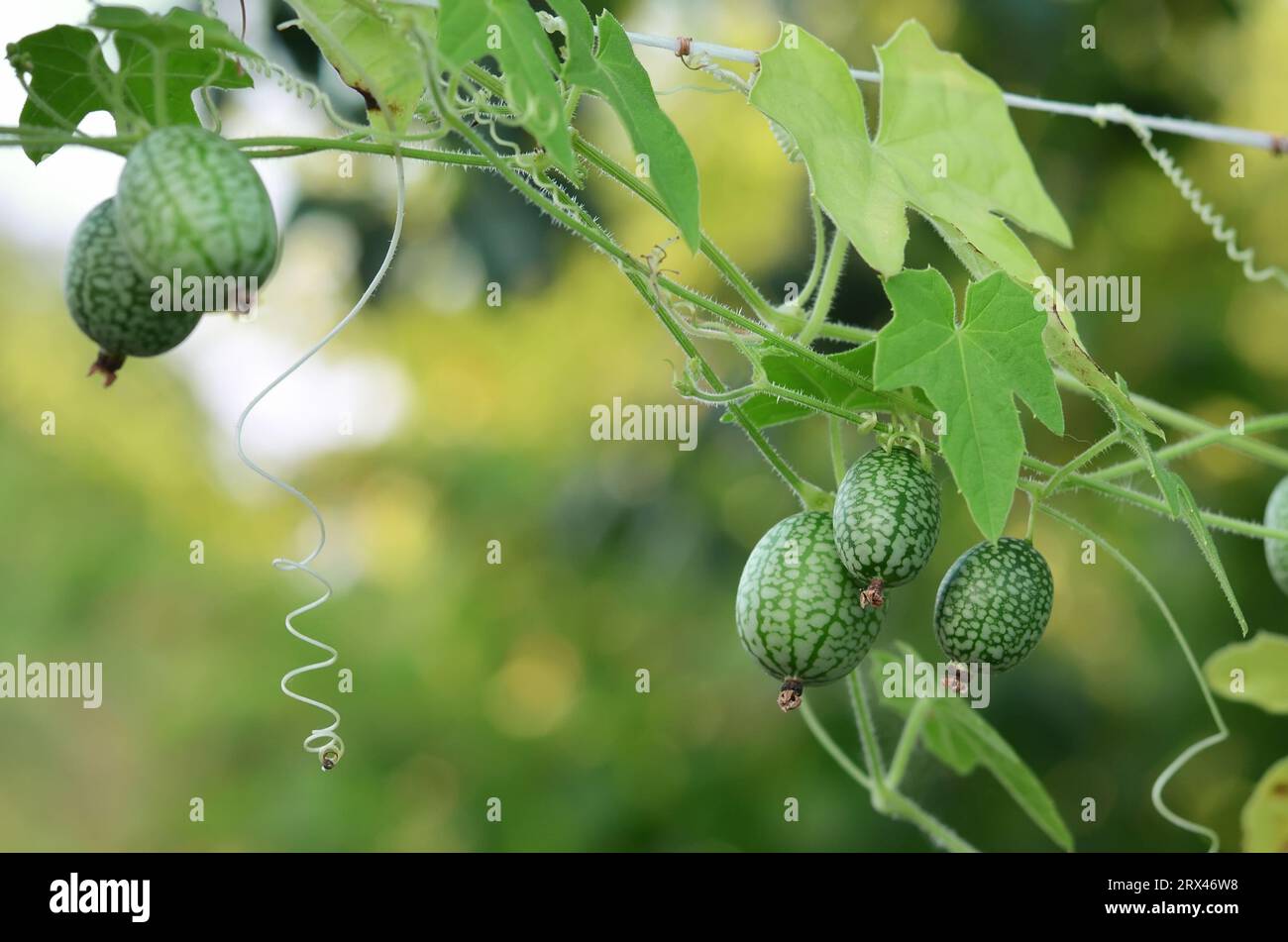 Kleine grüne Früchte von Melothria scabra oder Cucamelon, die auf einer dünnen Liane wachsen. Konzept des Anbaus eigener Bio-Lebensmittel. Stockfoto