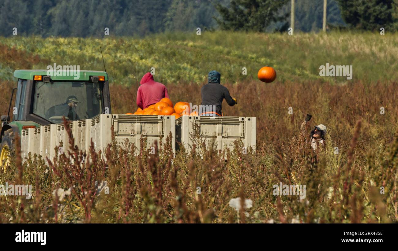 Kürbisse ernten Stockfoto