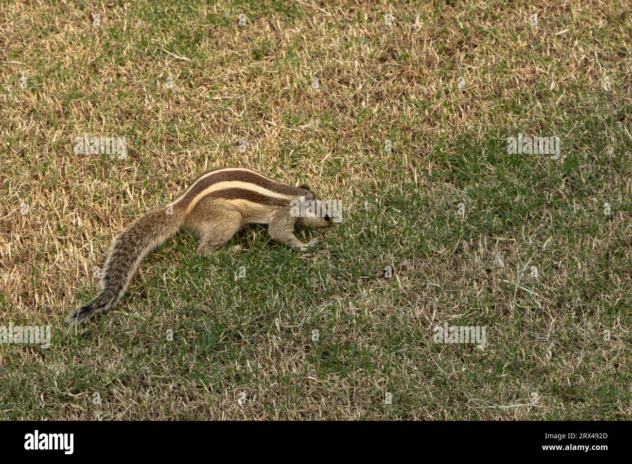 Streifenhörnchen im Gras im Garten eines Indianerfestes Stockfoto