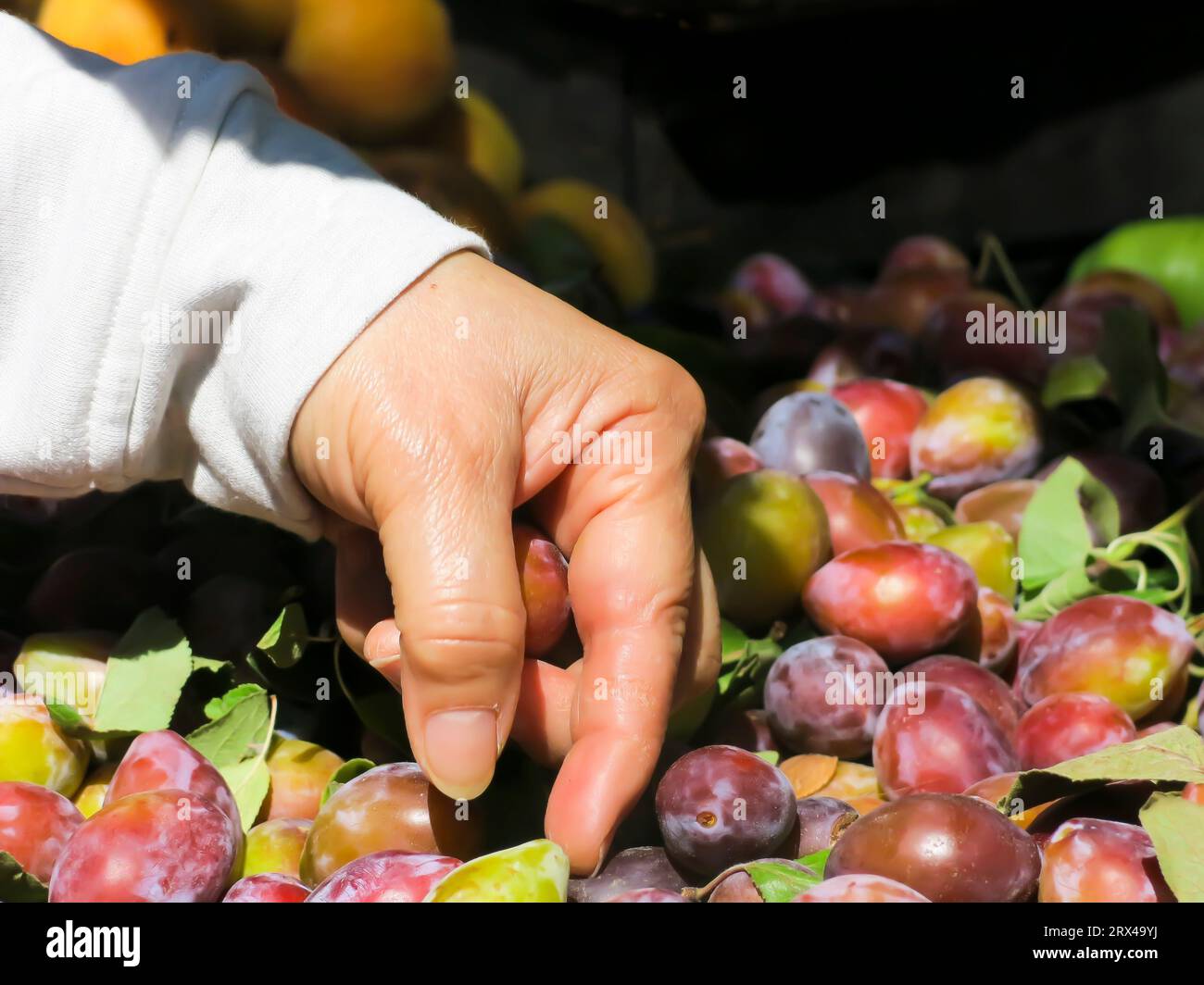 Kunde, der französische Pflaumen zum Kauf auswählt Stockfoto