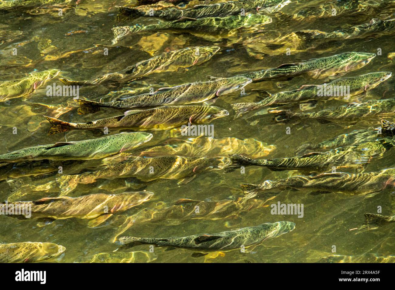 Lachslaichen im Quinsam River in B.C. Stockfoto
