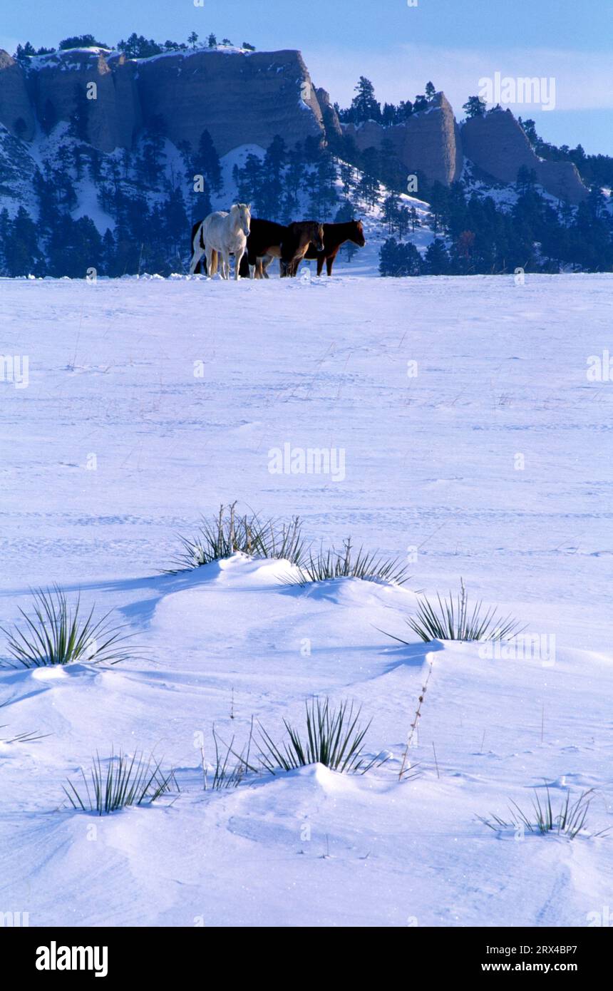 Pferde in der Nähe von Red Cloud Buttes, Fort Robinson State Park, Nebraska Stockfoto