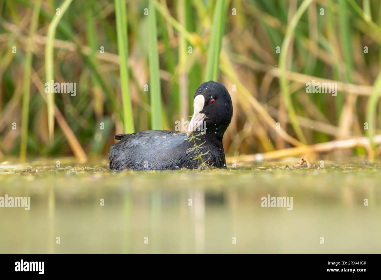 Nahaufnahme eines schwimmenden eurasischen Burschen während der Frühlingszeit an sonnigen Tagen, grüner Hintergrund Stockfoto