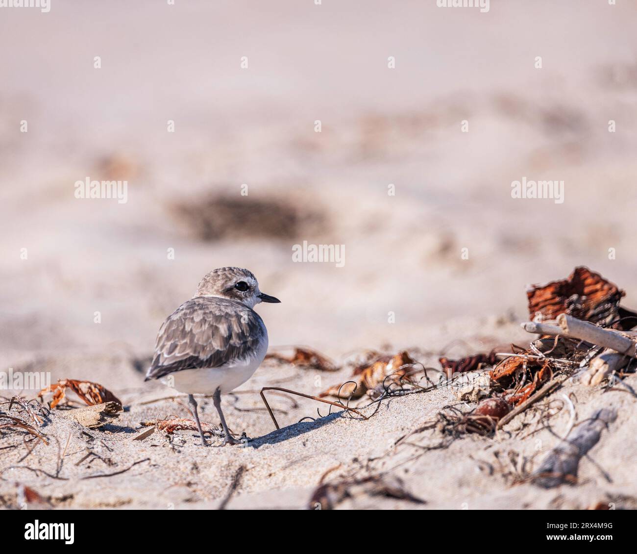 WESTERN Snowy Plover (Charadrius alexandrines nivosus) am Strand im Jalama Beach County Park in Lompoc, CA. Stockfoto