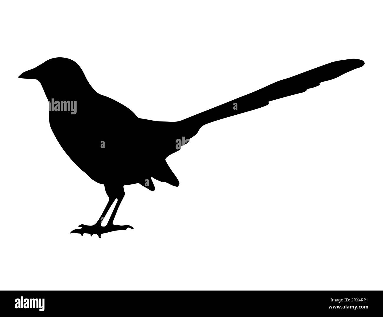 Magpie Vogel Silhouette Vektor Kunst weißer Hintergrund Stock Vektor