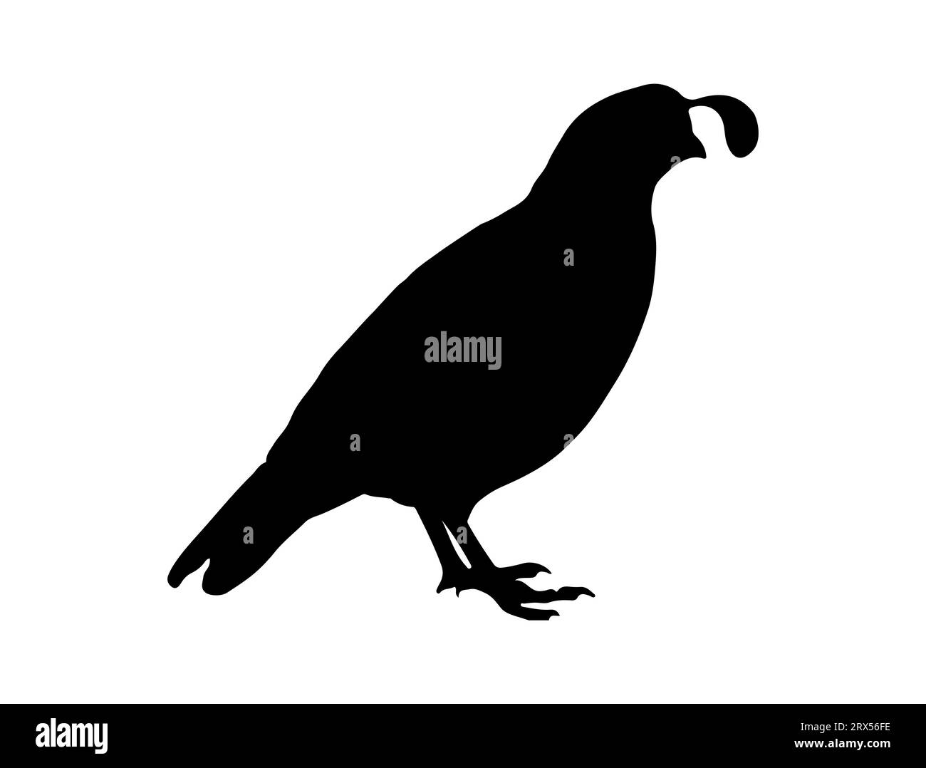 Wachtelvogel Silhouette Vektor Kunst weißer Hintergrund Stock Vektor