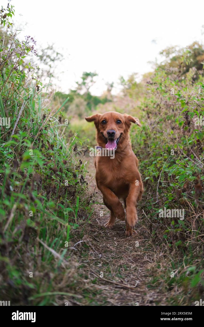 Ein lustiger Hund rennt mit der Zunge heraus. Mit dem Hund spazieren gehen und lustige Spiele spielen. Stockfoto