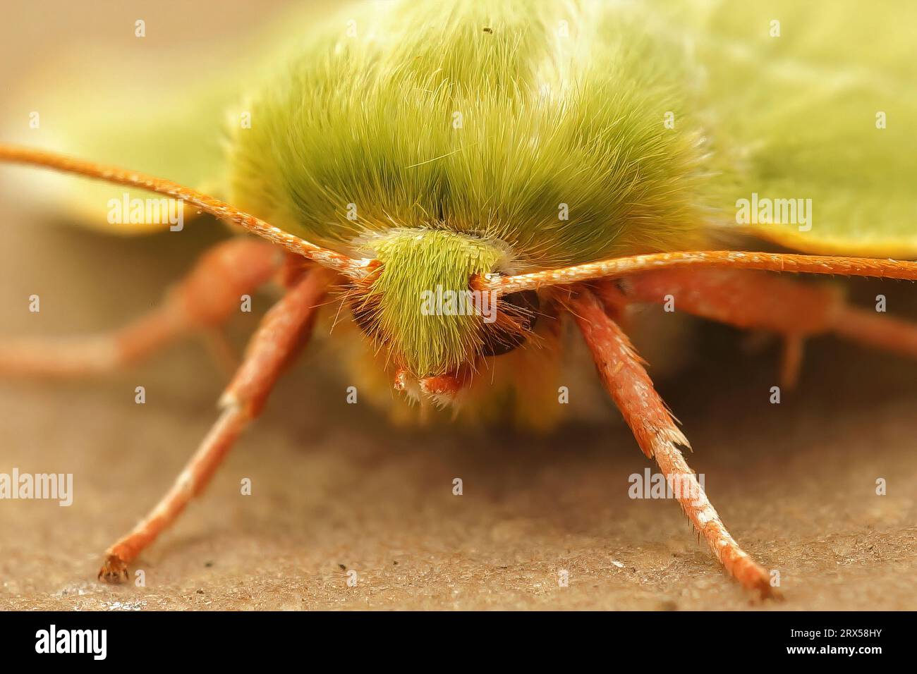 Detaillierte Gesichtsaufnahme der bunten grünen Silberstreifen-Motte Pseudoips prasinana auf einem Stück Holz Stockfoto