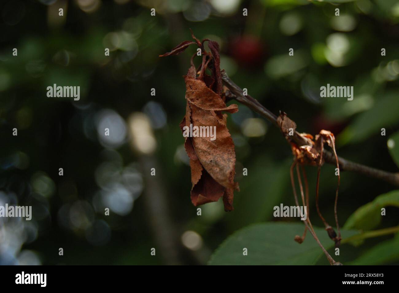 Ein getrocknetes Blatt mit einem unscharfen Hintergrund aus Kirschfrüchten und -Blättern Stockfoto
