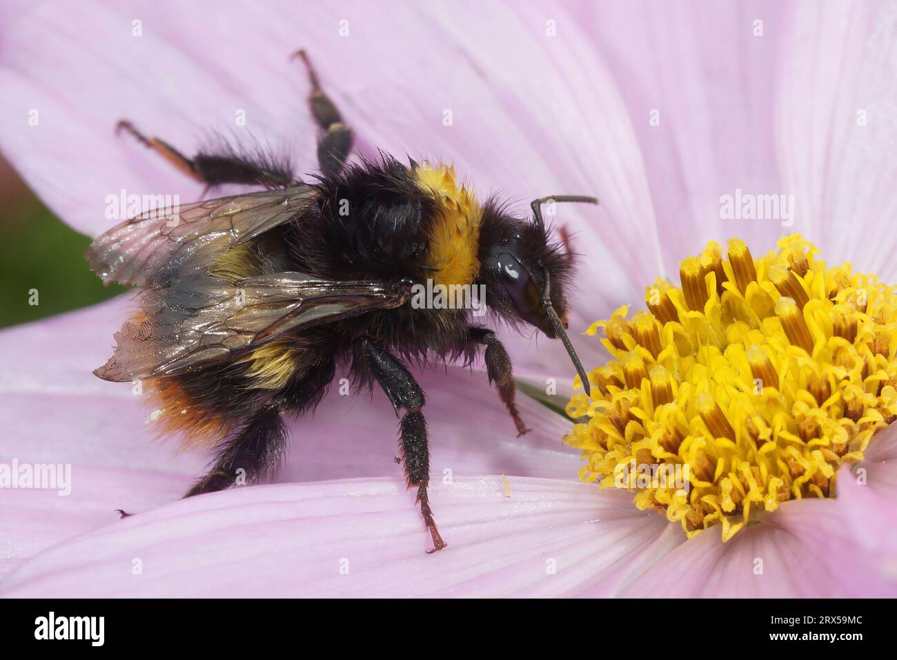 Natürliche Nahaufnahme auf einer gelben flauschigen Königin Early Bumble-Bee, Bombus pratorum, die auf einer rosa Kosmos-Blume sitzt Stockfoto