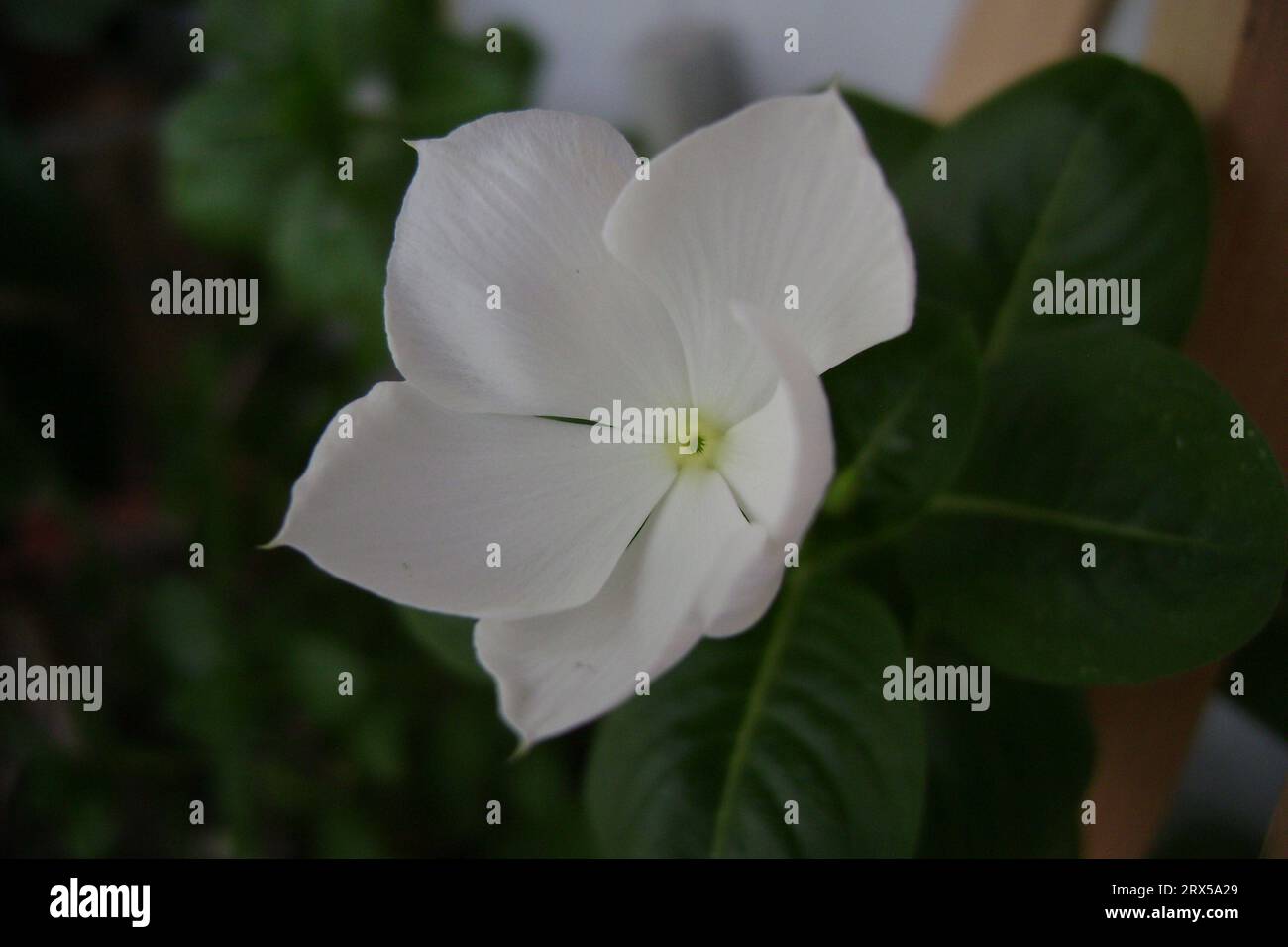 Makrofoto von Catharanthus roseus. Vinca Rosea. Weiße Blumen mit grünem Blatt. Medizinisches Kraut. Stockfoto