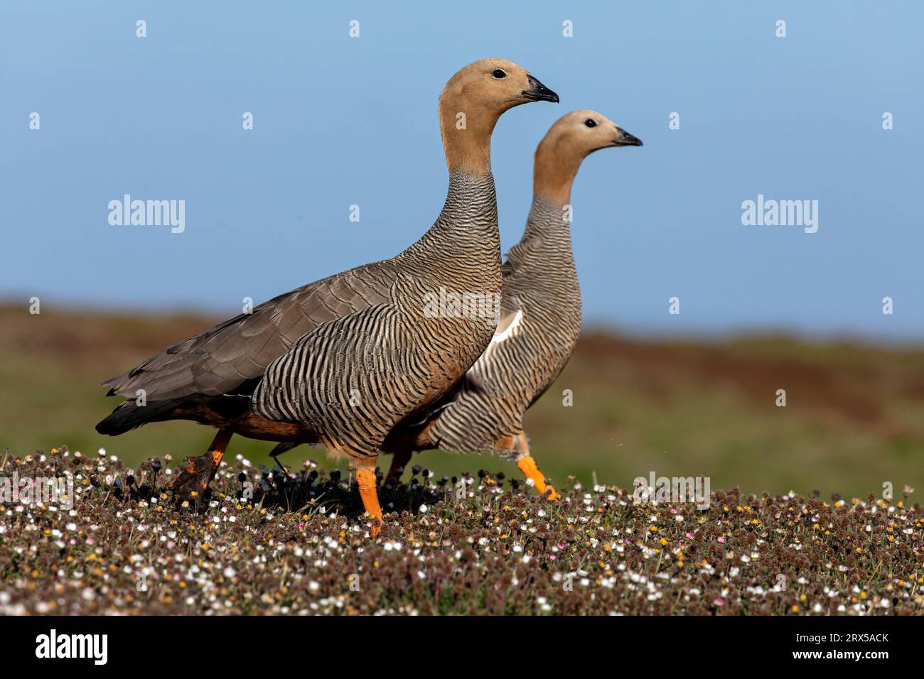 Ruddy Head Goose, Chloephaga rubidiceps, Adult Birds Pairing Bleaker Island, Falkland Islands November Stockfoto