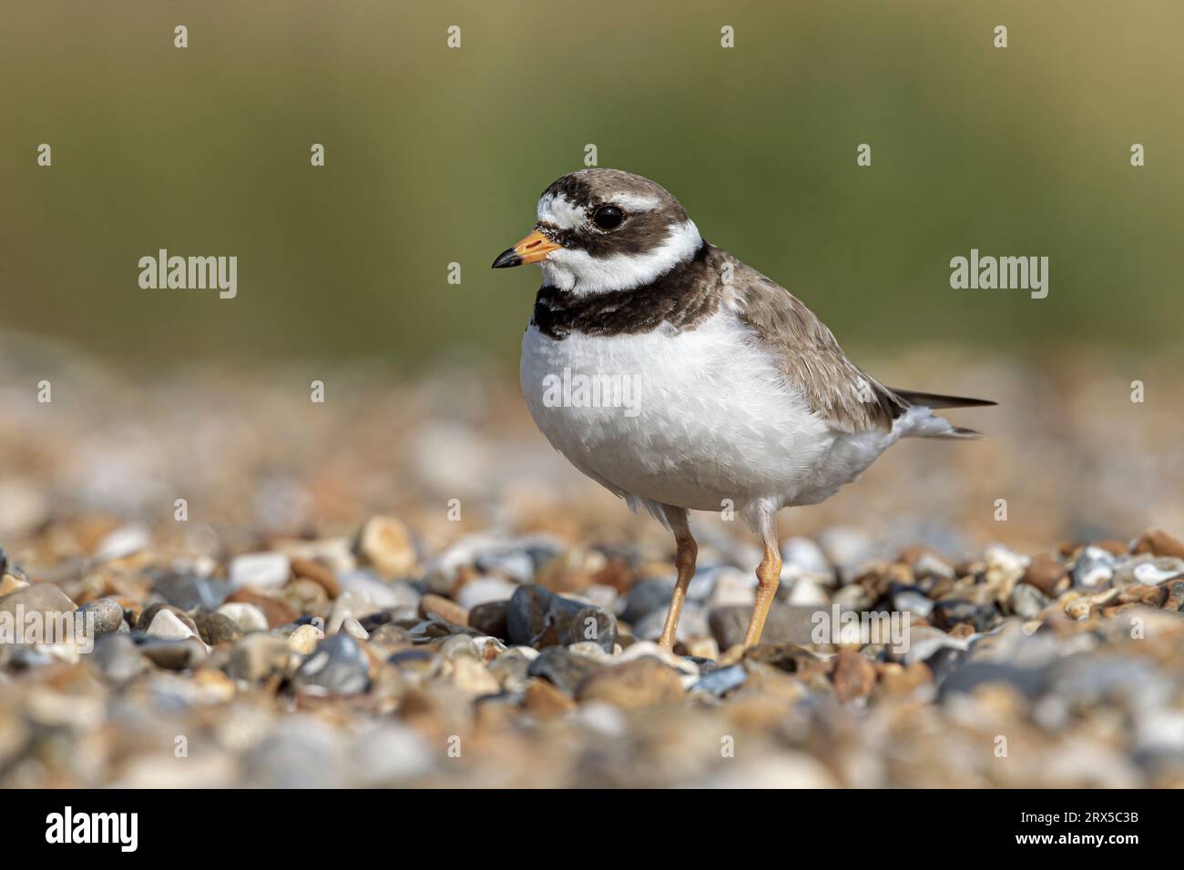 Ringelfledermaus, Charadrius hiaticula, erwachsener Vogel auf der Wache in der Nähe des Nestplatzes. Norfolk Juli Stockfoto