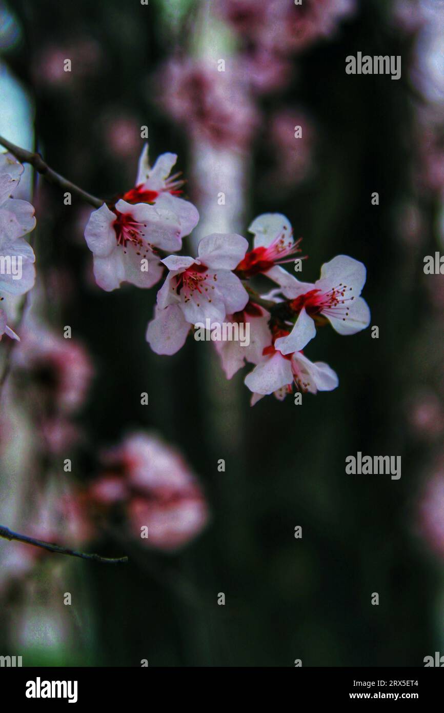 Halten Sie den atemberaubenden Charme der roten und weißen Blumen fest, die im Sonnenlicht glitzern, und verleihen Sie Chinas Schönheit lebendige Eleganz Stockfoto