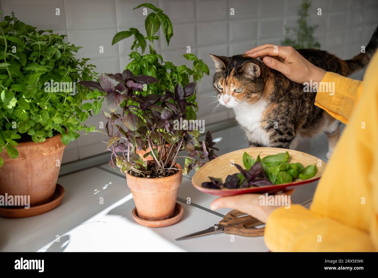 Gärtnerin streichelt neugierige Katze. Violette und grüne Basilikumblätter auf der Platte, Haustier schnüffelt herum Stockfoto