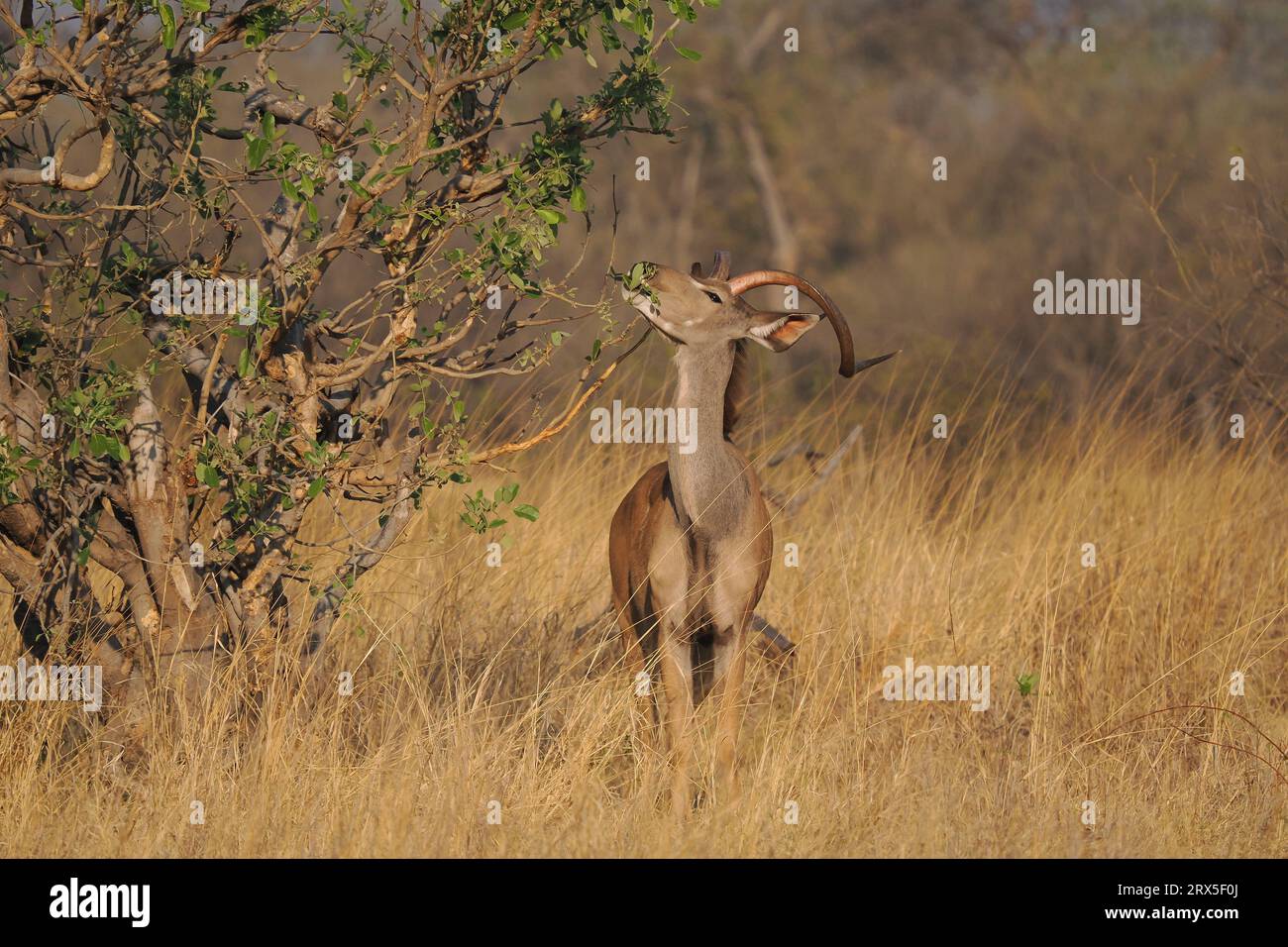 Sobald der männliche Großküdu reif ist, wird er ein unabhängiges Leben führen. Stockfoto