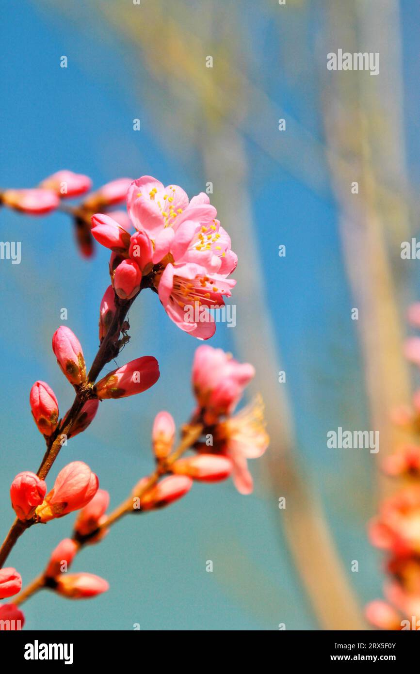 Halten Sie den atemberaubenden Charme der roten und weißen Blumen fest, die im Sonnenlicht glitzern, und verleihen Sie Chinas Schönheit lebendige Eleganz Stockfoto